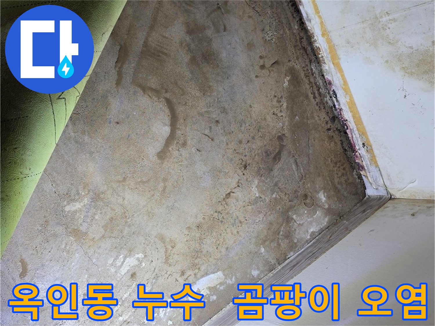 장판 밑 곰팡이 - 옥인동 심각한 곰팡이 오염