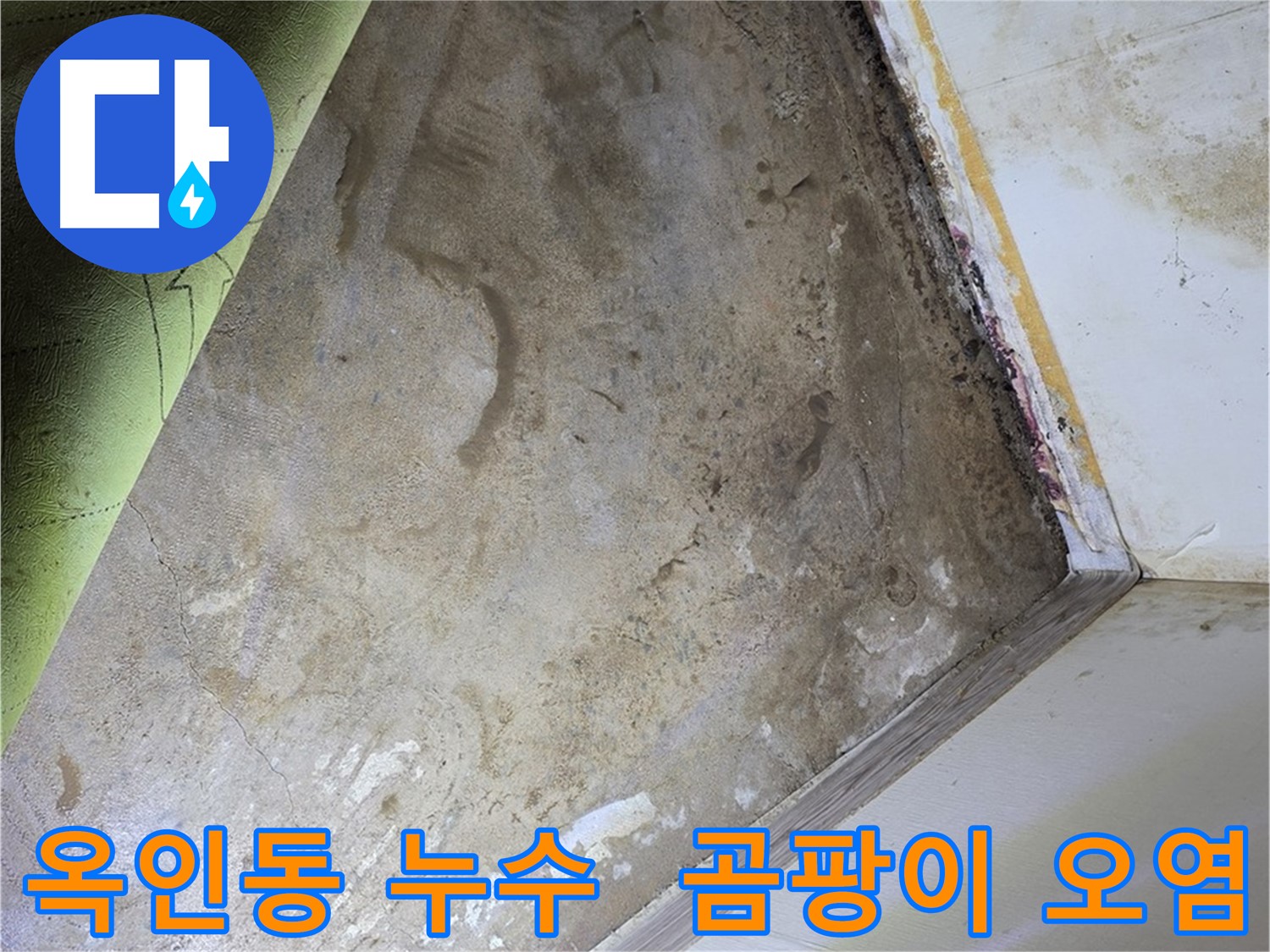 장판 밑 곰팡이 - 옥인동 심각한 곰팡이 오염