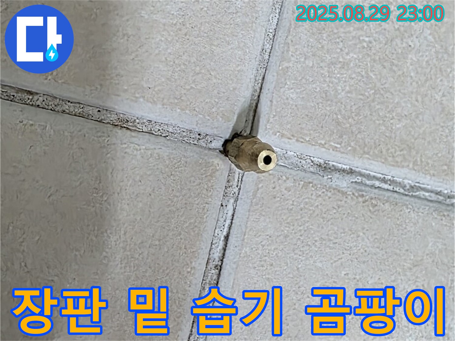 양주 백석 서광아파트 누수 - 장판 밑 습기는 곰팡이 번식의 온상이 됩니다. - 건강에 해로울 수 있습니다.