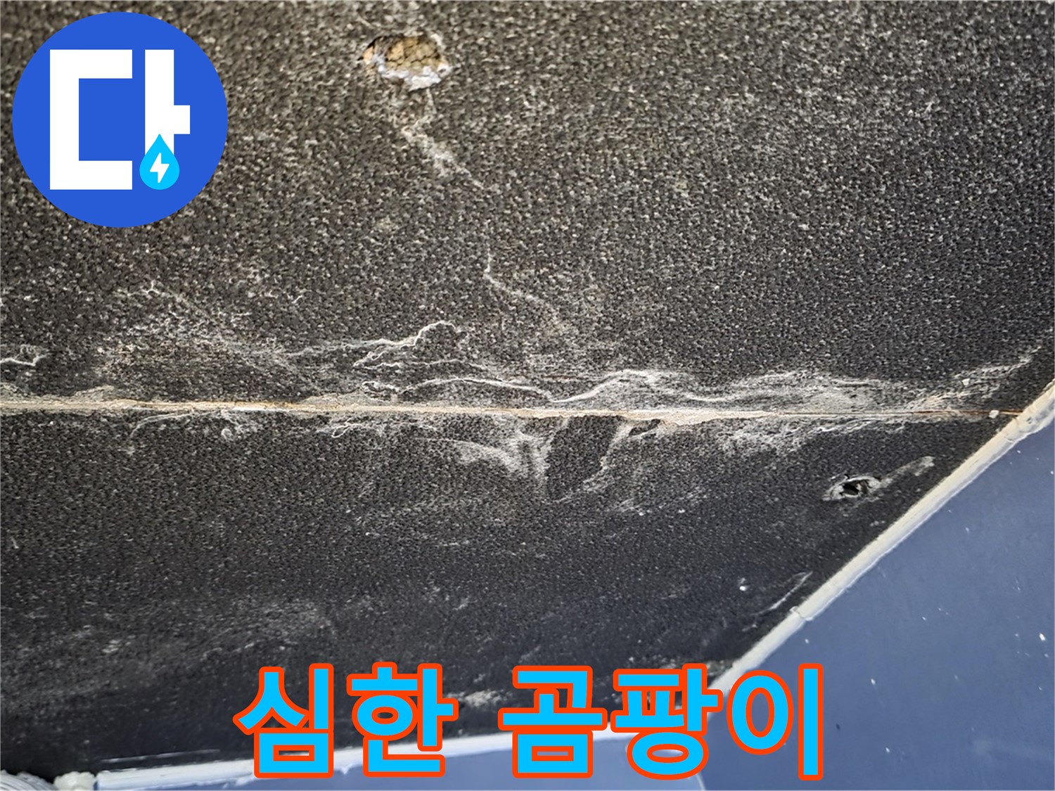 운정어반프라임 곰팡이 - 천장 석고보드 심한 곰팡이 발생