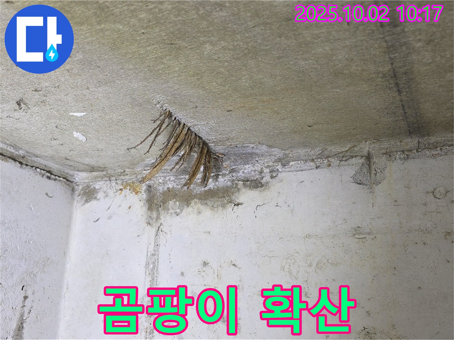양주 신산리 누수 - 천장 속 누수로 인한 곰팡이 확산