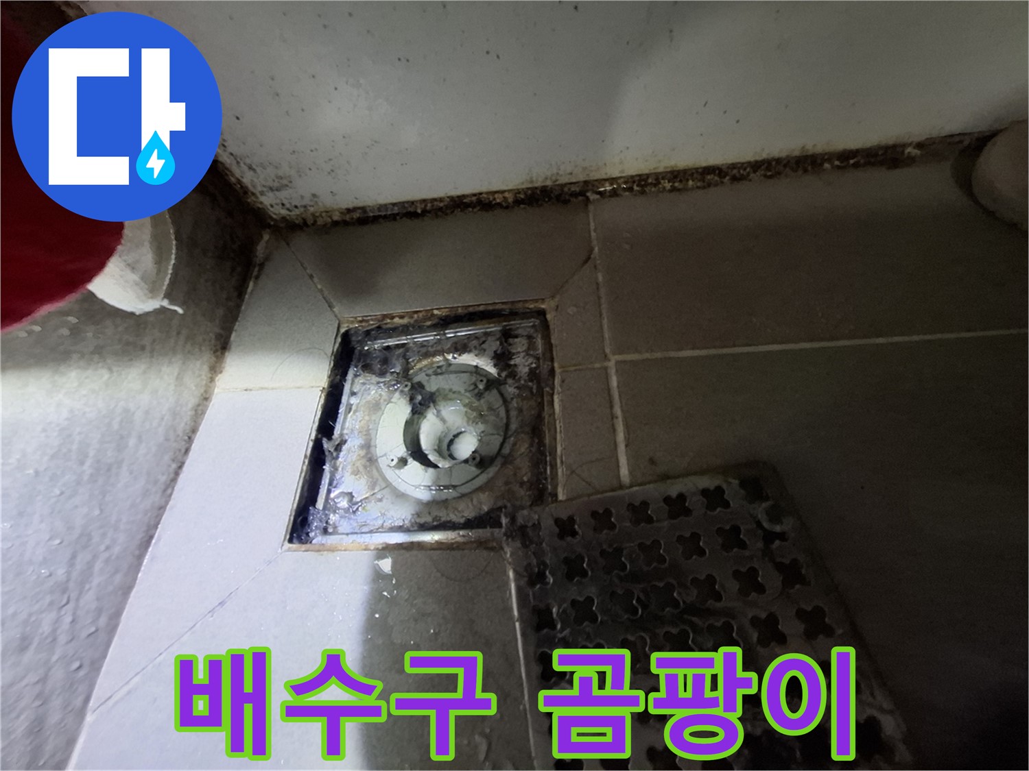 분당 봇들마을2단지 욕실 배수구 - 곰팡이 발생으로 인한 누수 위험