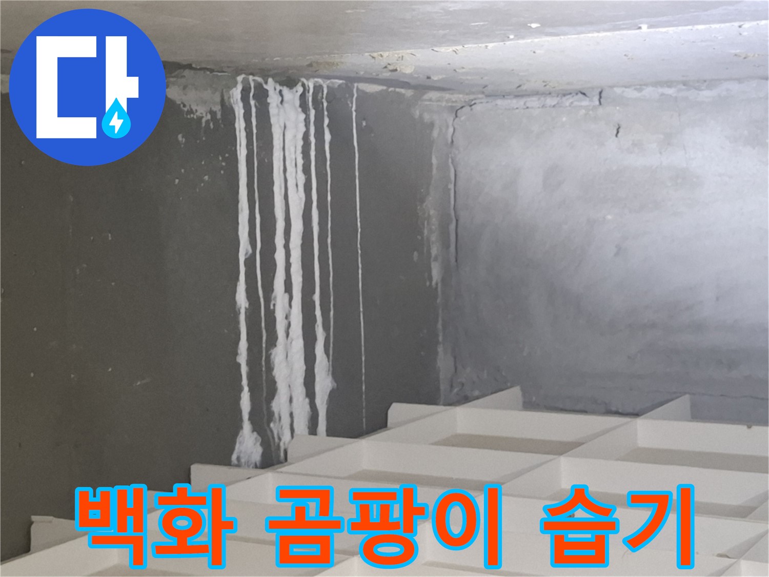 분당 삼평동 아파트 누수 - 백화 현상, 곰팡이, 습기가 함께 나타나는 복합적인 누수 문제 진단
