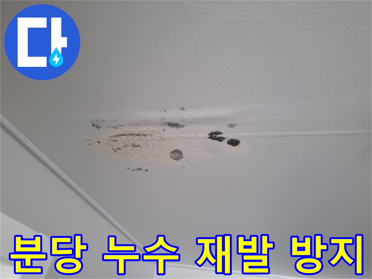 분당 아파트 누수 및 곰팡이 문제 - 재발 방지 솔루션 제공
