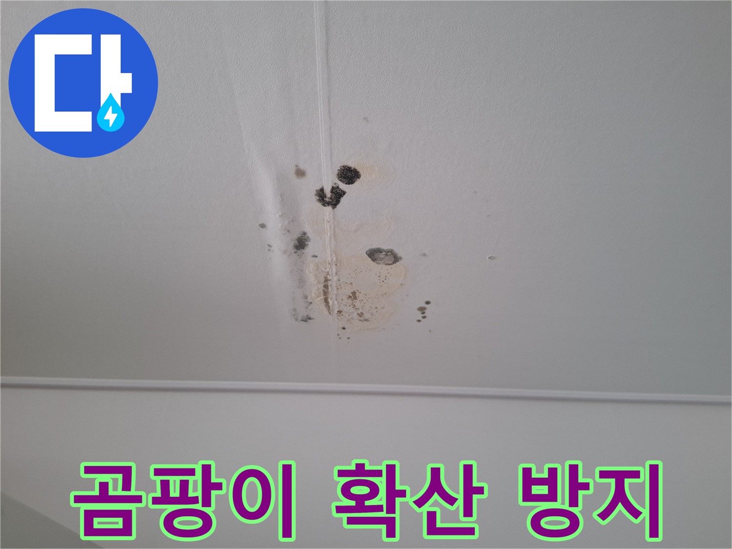 판교 봇들마을 아파트 천장 - 곰팡이 확산 방지를 위한 긴급 점검을 실시합니다.