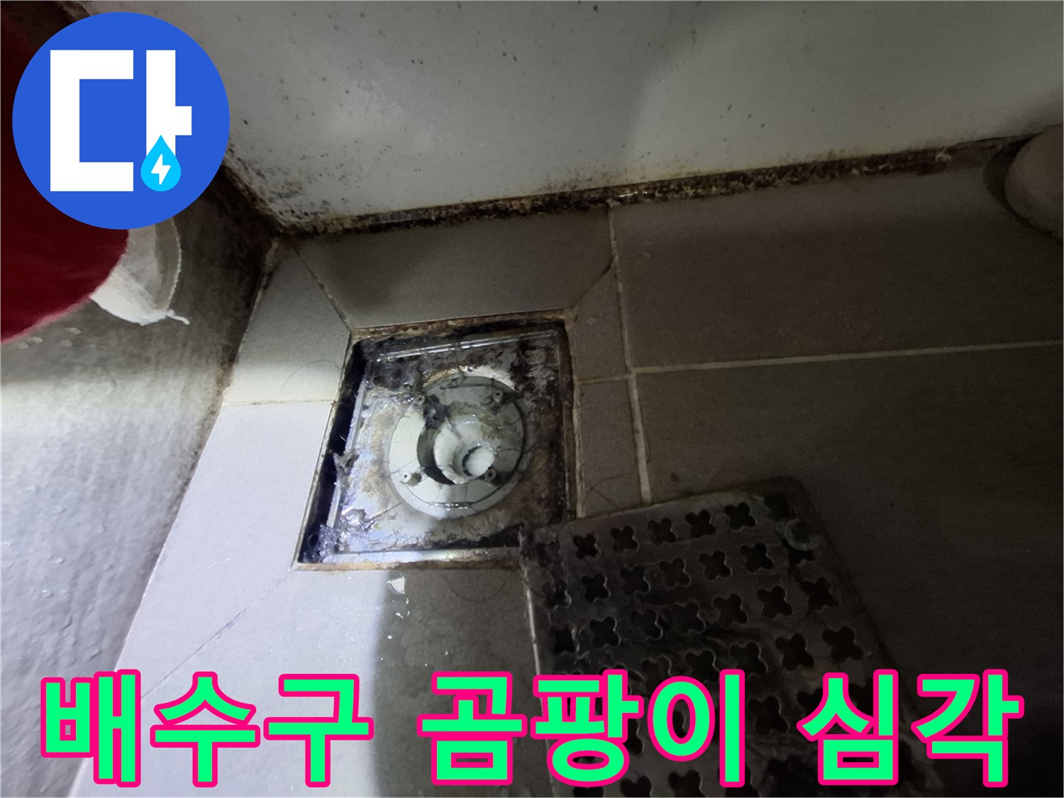 판교 삼평동 봇들마을 욕실 배수구 - 곰팡이로 인한 누수 위험