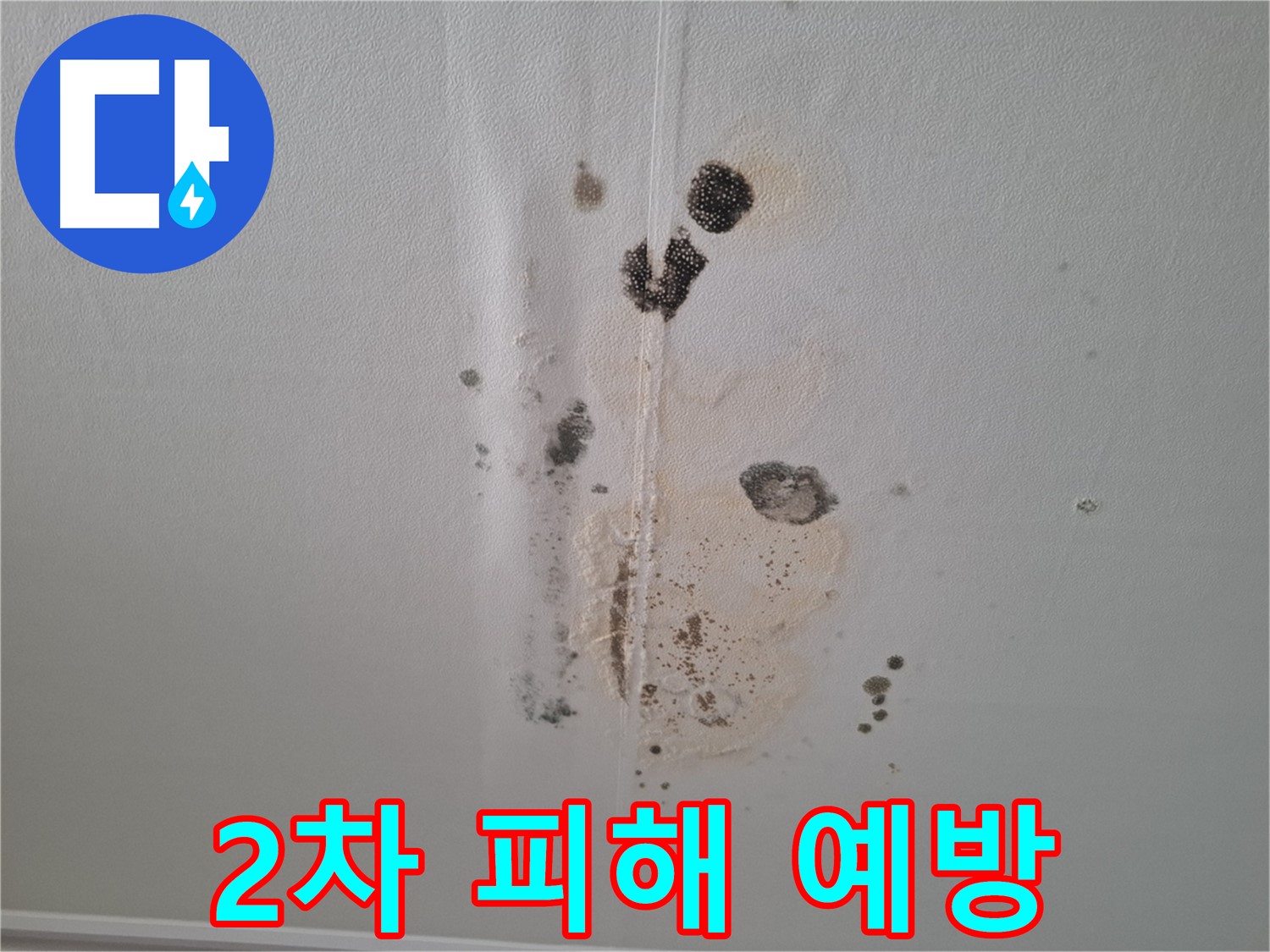 판교 아파트 누수 - 2차 피해 예방을 위한 곰팡이 제거 및 완벽 공사