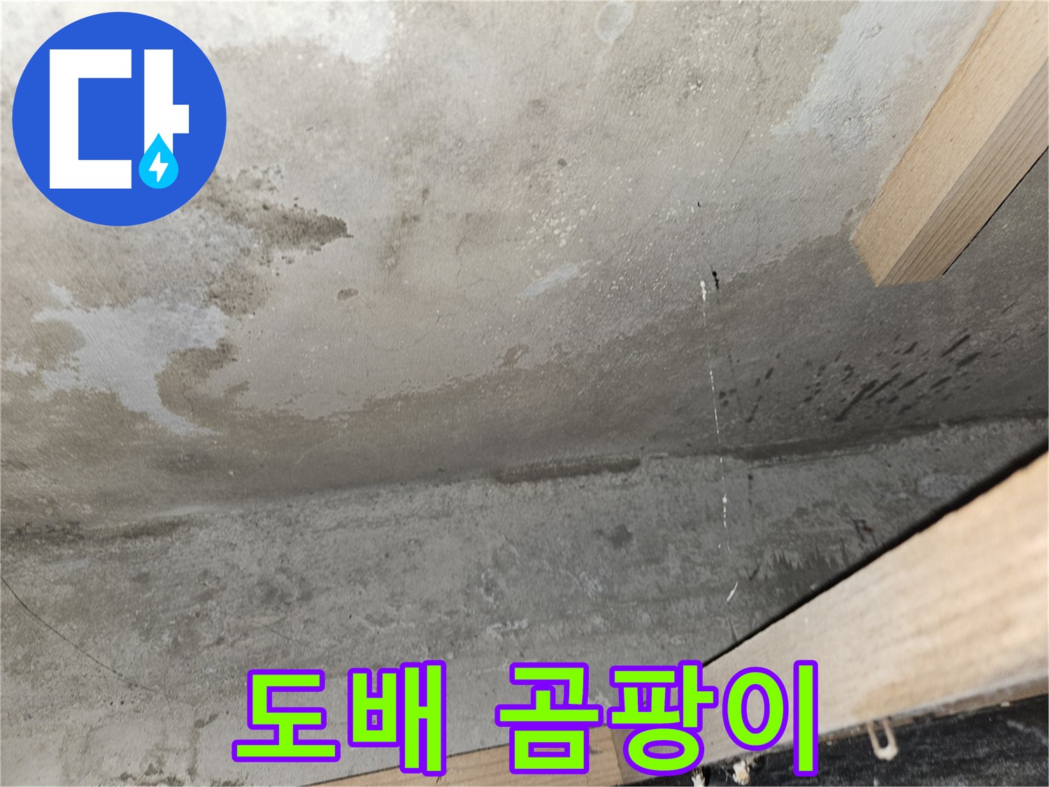 천장 도배지 곰팡이 - 누수로 인해 도배지에 곰팡이가 핀 모습 - 건강 위협