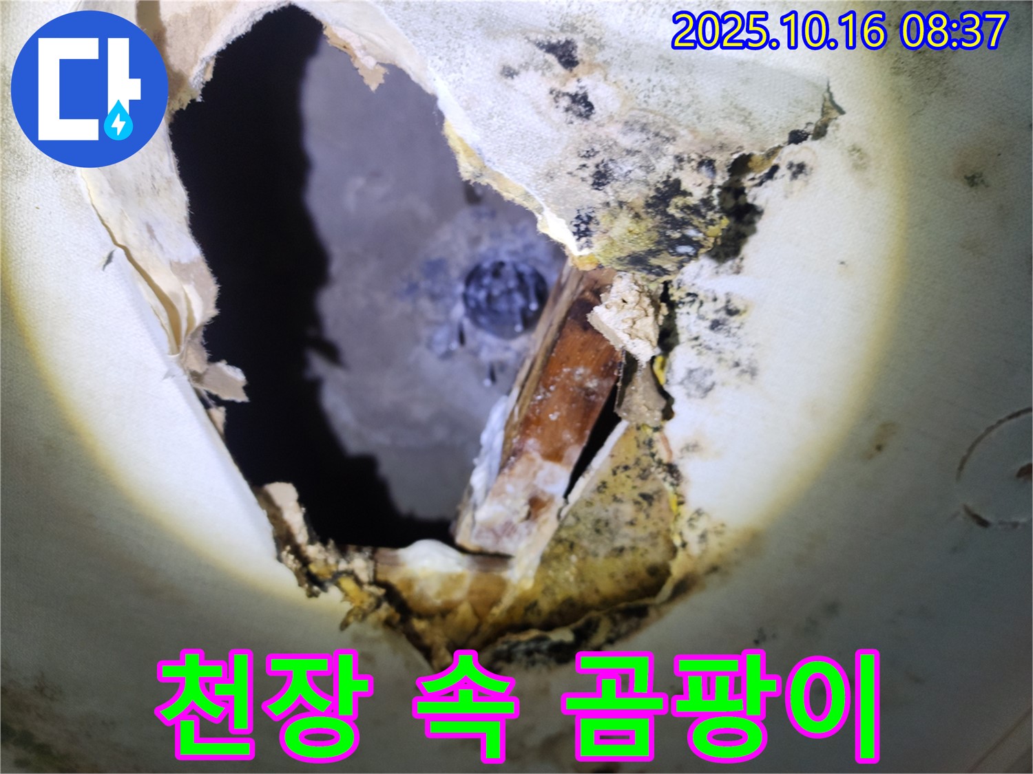 양주시 남면 경신리 주택 천장 속 - 곰팡이가 가득한 천장 속 모습입니다 - 누수와의 전쟁을 선포합니다.