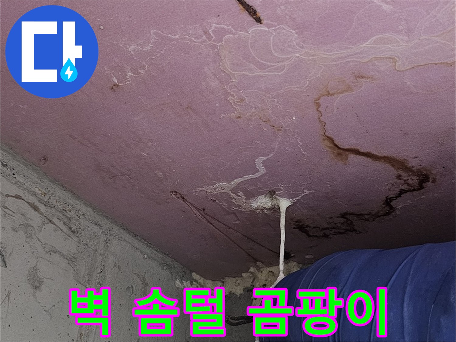 양천구 신월동 누수 - 벽 솜털 곰팡이 - 심각한 오염