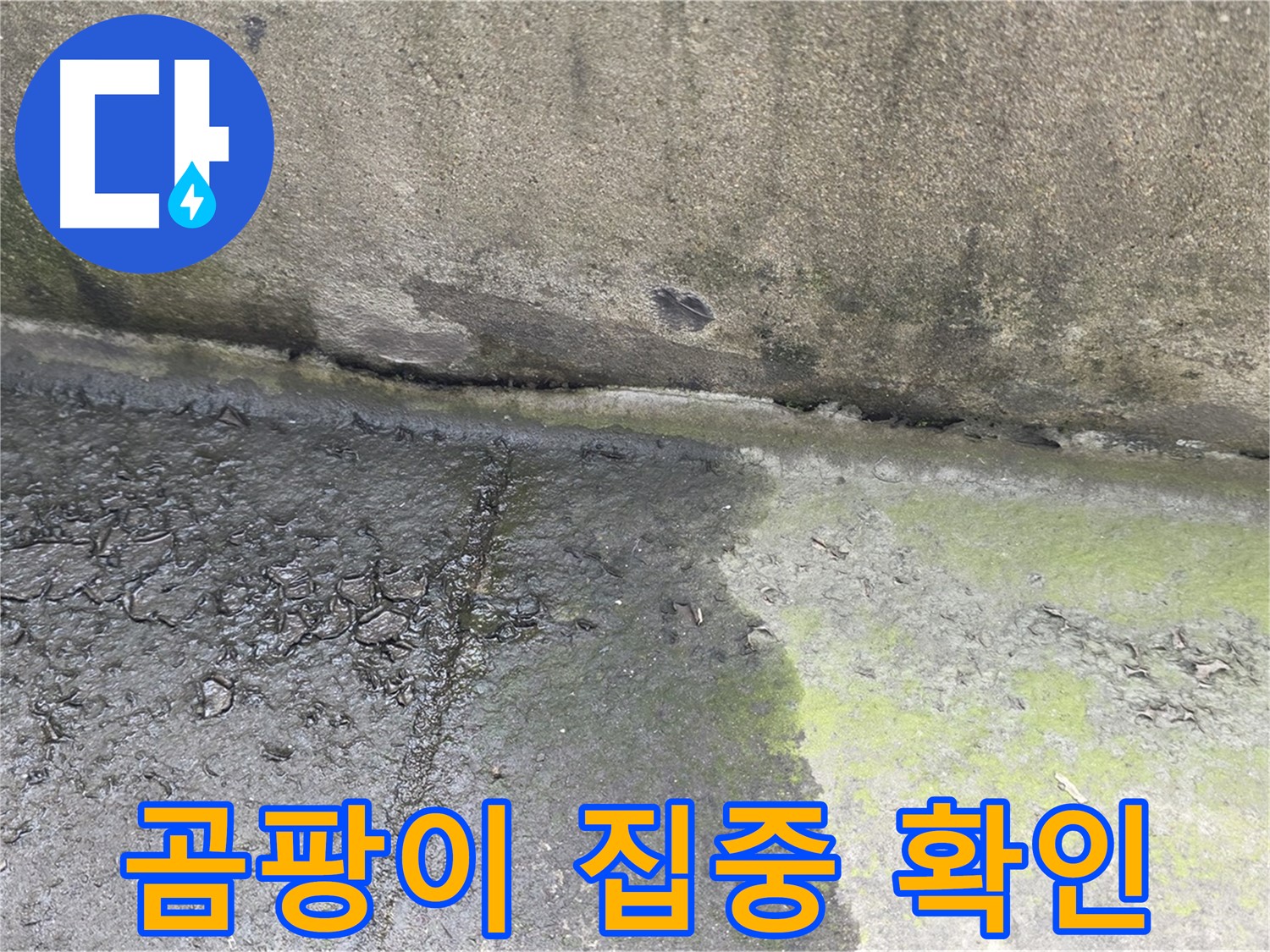 구리시 수택동 옹벽 하단 곰팡이 상태 점검 사진