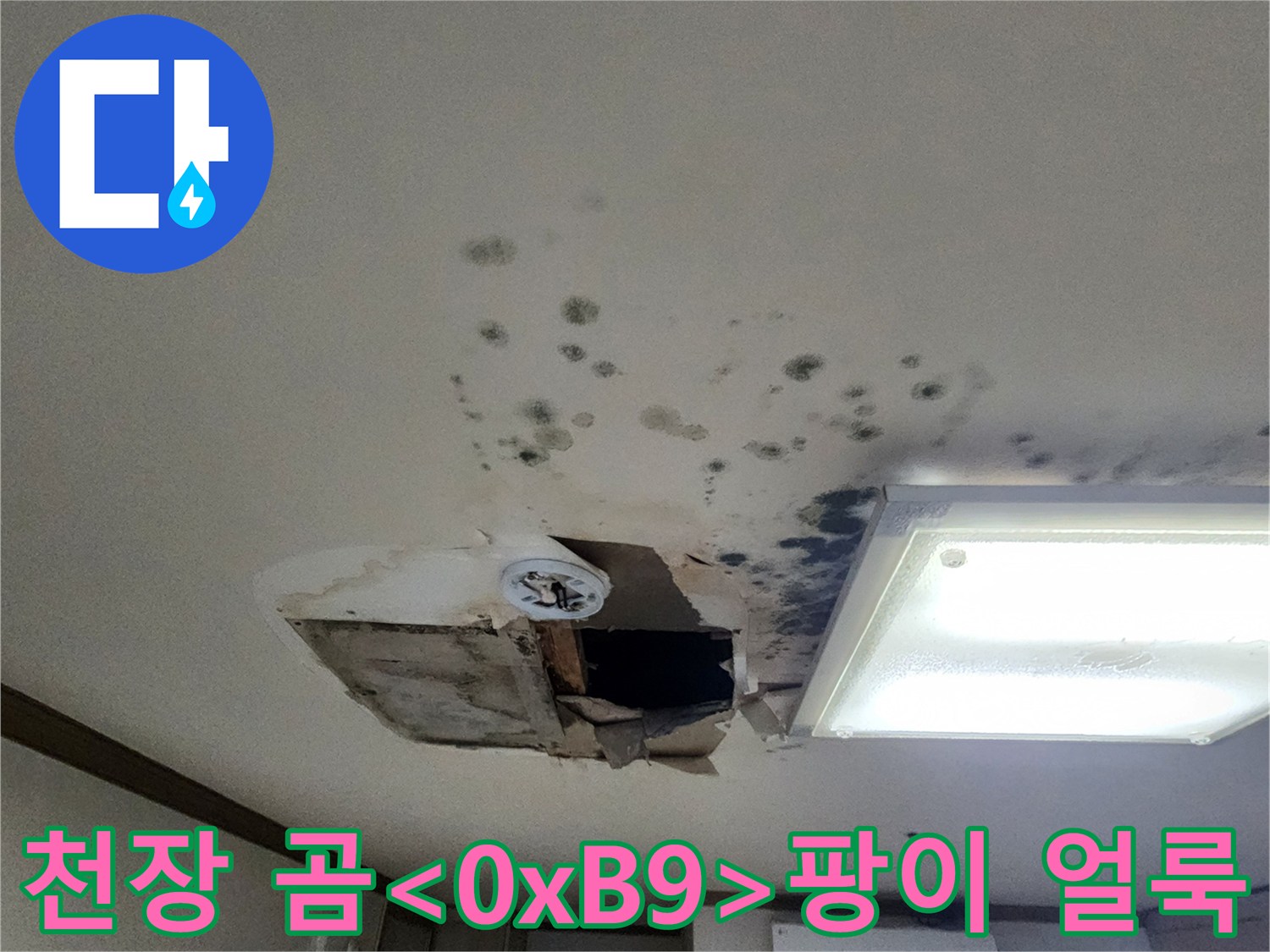 천장 곳곳에 분포된 누수 흔적과 곰팡이 오염 상태를 보여줍니다.