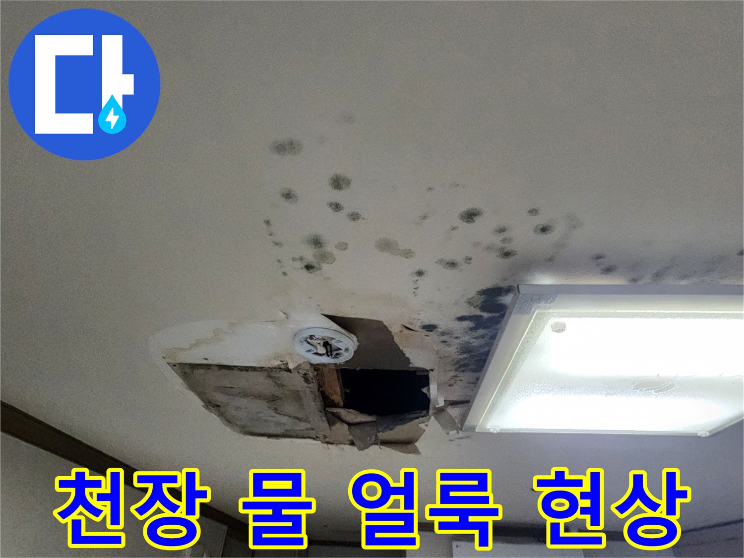 천장 마감재에 넓게 퍼진 곰팡이와 습기 흔적