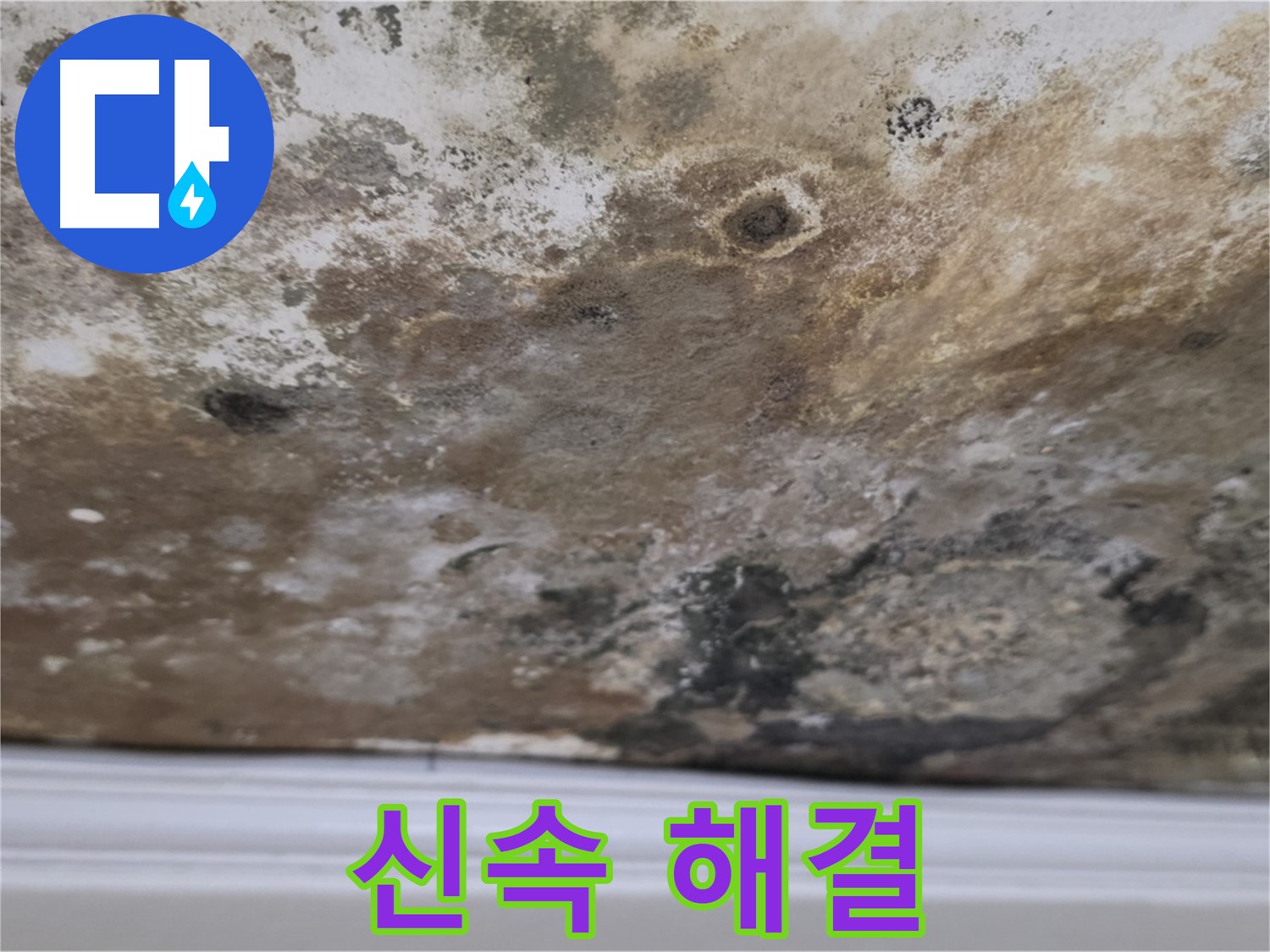 곰팡이 얼룩진 천장 신속 해결 - 곰팡이로 얼룩진 천장을 신속하게 해결하는 과정입니다.