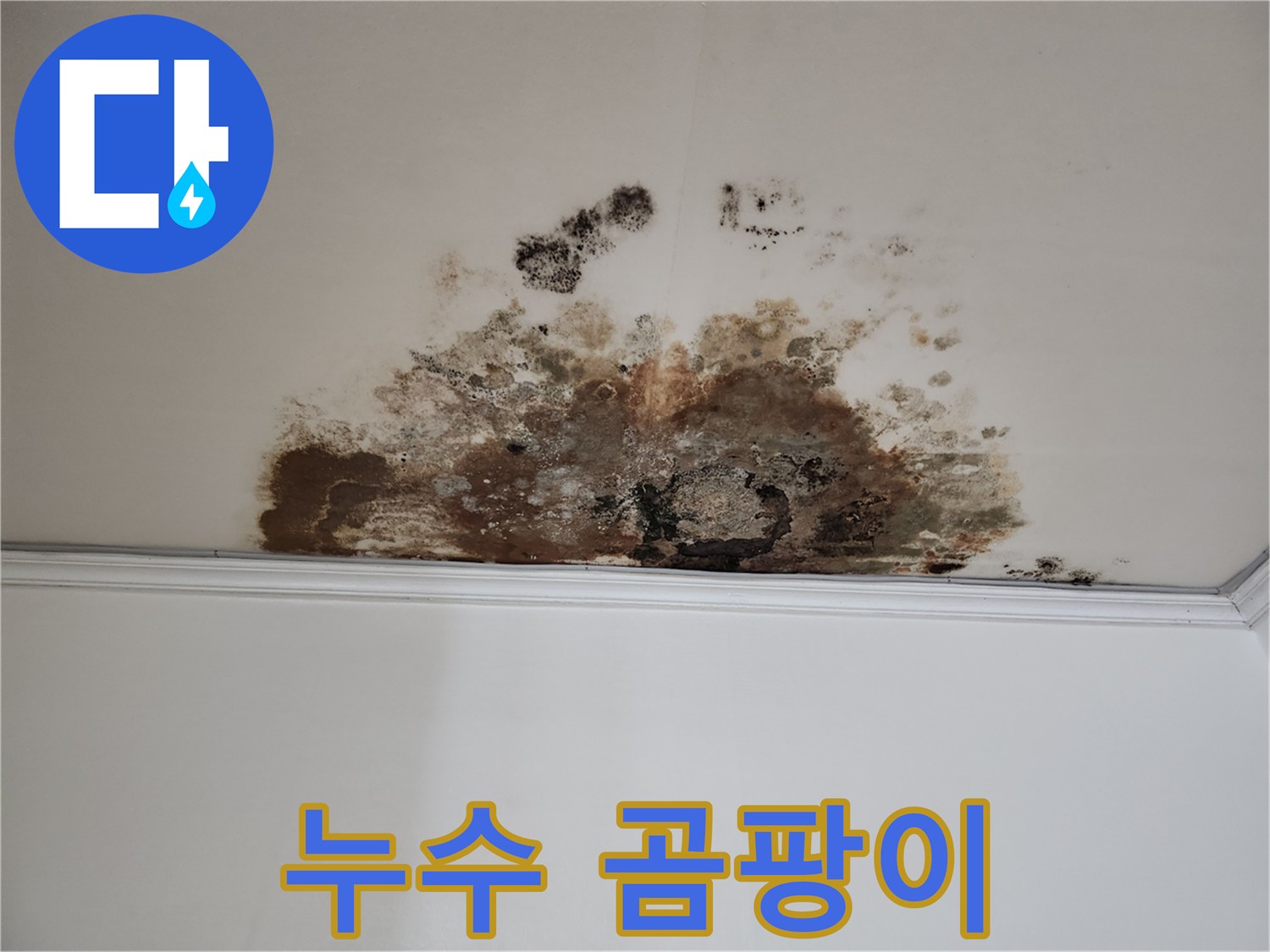 마포구 용강동 누수 - 누수와 곰팡이의 콜라보