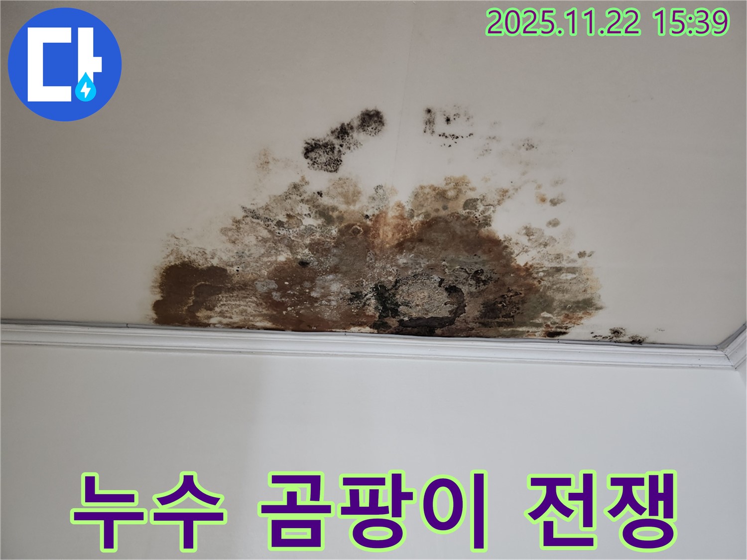 마포구 용강동 새창로8길 주택 누수 - 곰팡이와의 전쟁, 승리 비결 공개