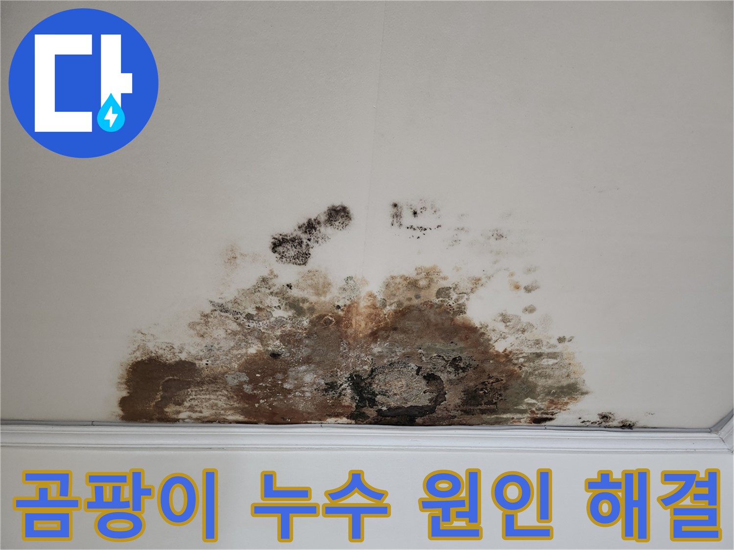 용강동 아파트 천장 곰팡이 누수 - 원인 분석 완벽 해결