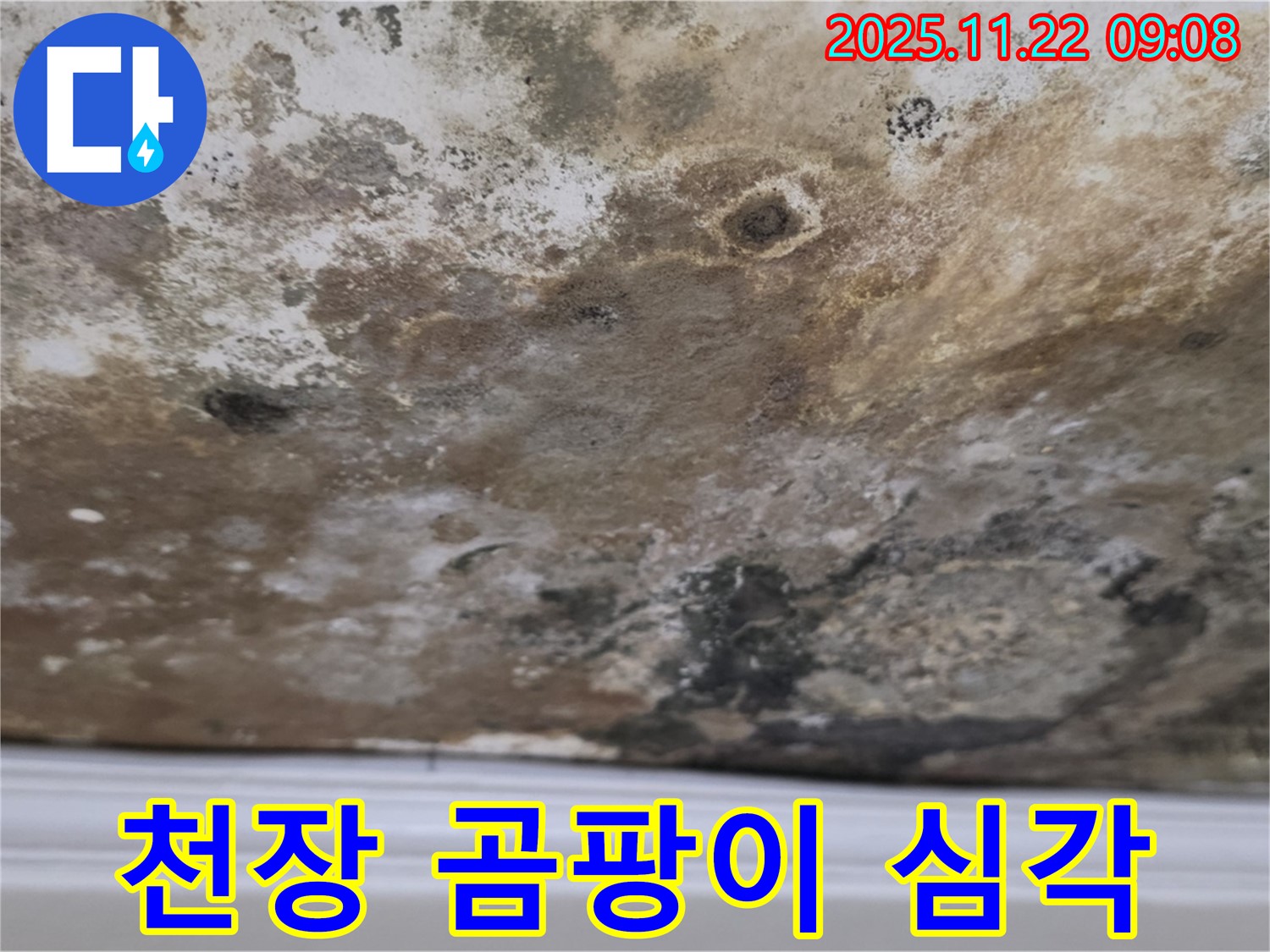 용강동 아파트 천장 누수로 인한 곰팡이 - 누수 원인 파악과 곰팡이 제거 중요