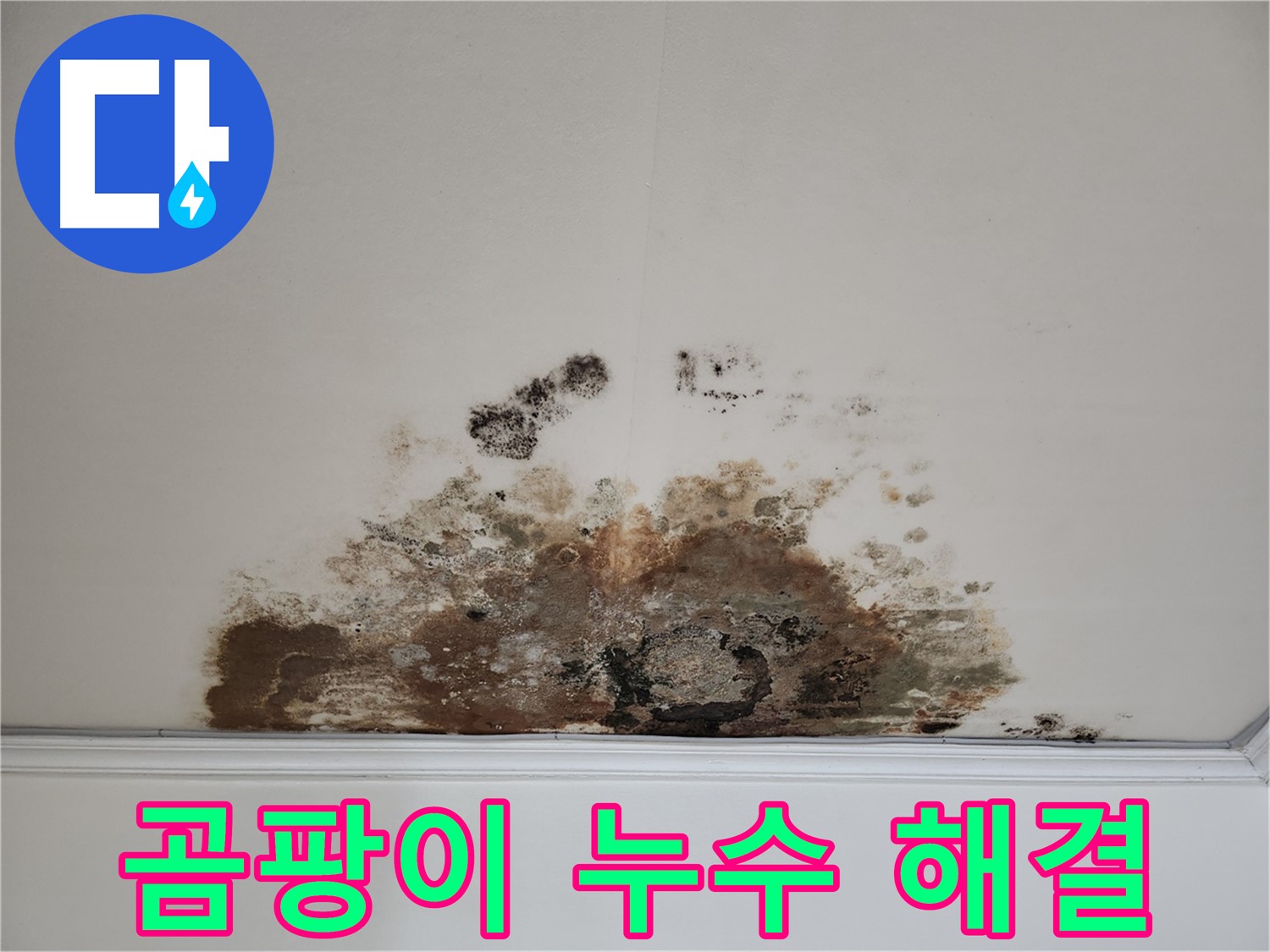 용강동 천장 곰팡이 누수 - 확실한 해결, 곰팡이 걱정 끝