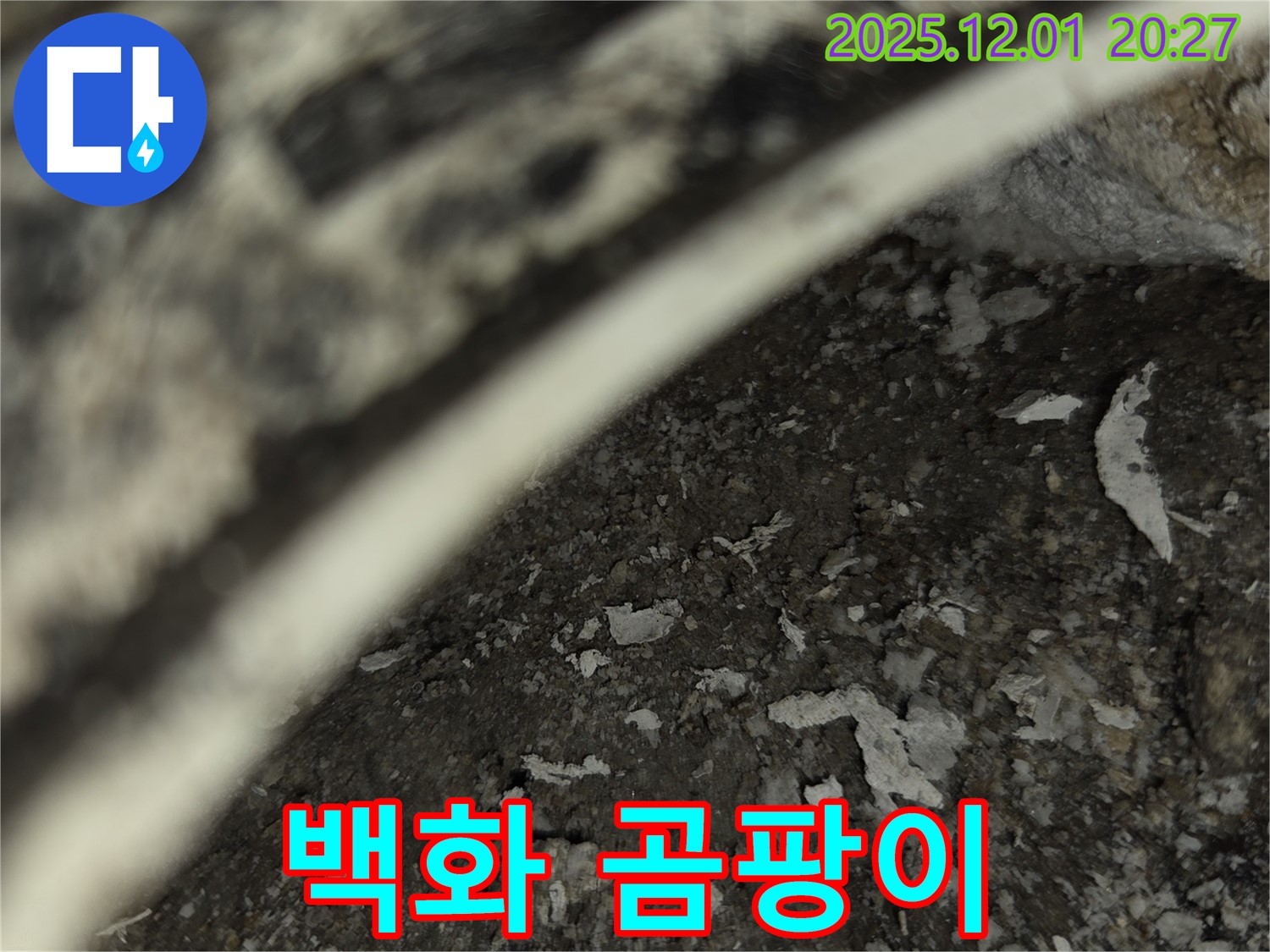 동탄 능동 아파트 누수 - 백화현상과 곰팡이 동시 발생