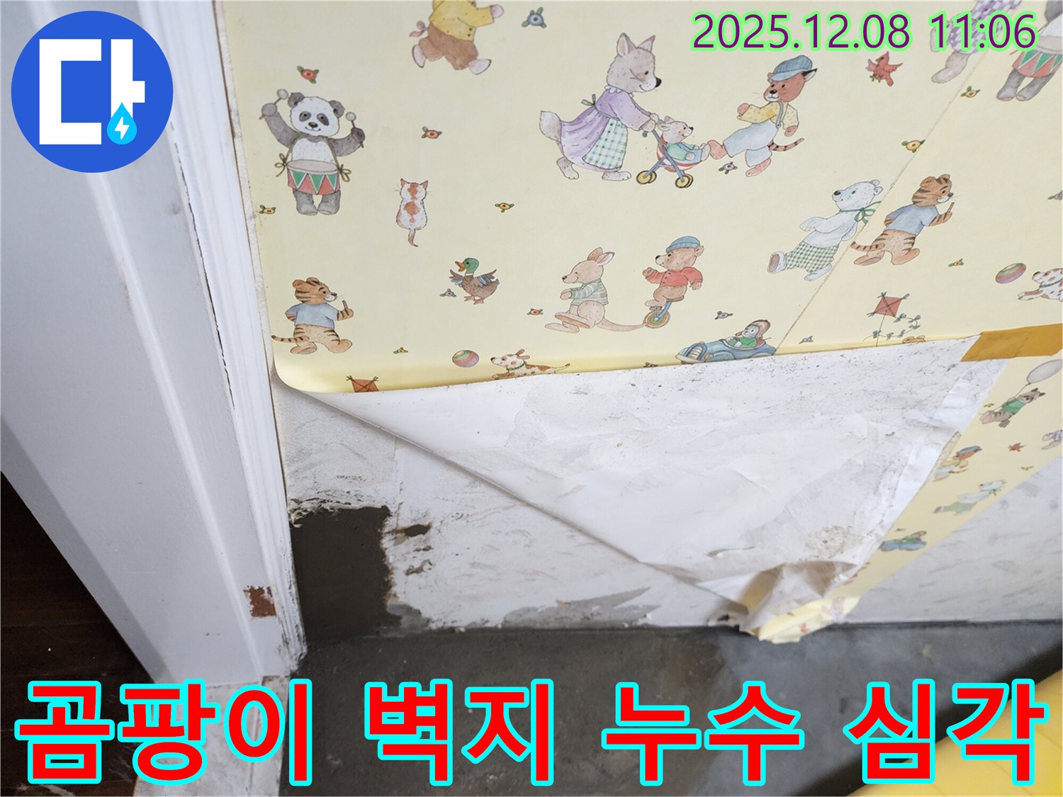 포천 영중면 거사리 누수 현장 - 곰팡이 핀 벽지, 심각한 누수 상황