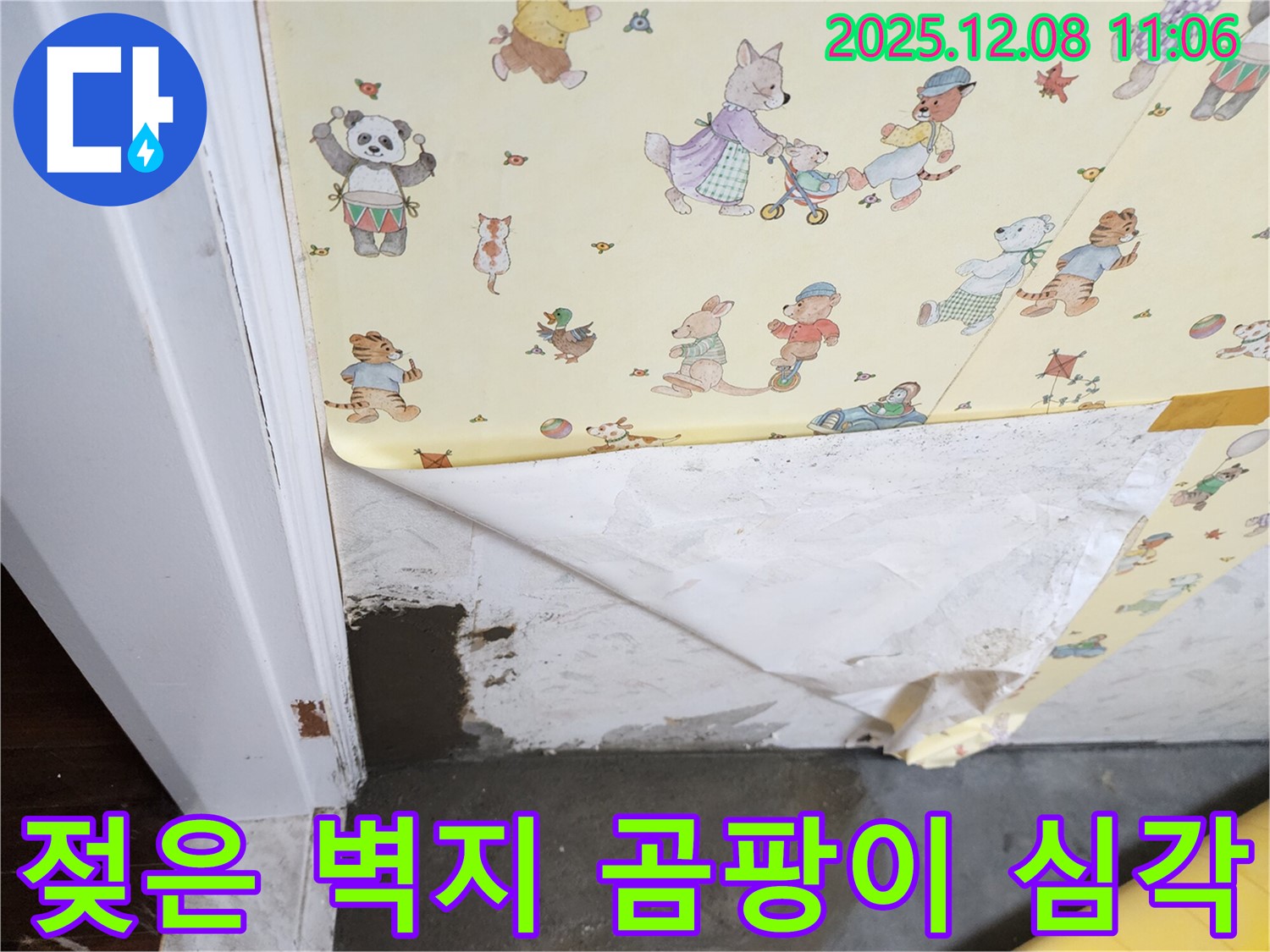 포천 영중면 누수 현장 - 젖은 벽지와 심각한 곰팡이 발생
