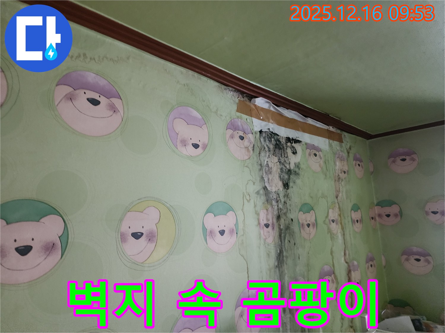 벽지 속에 숨어 있는 곰팡이가 벽지를 뚫고 나온 모습 - 벽지 속 곰팡이까지 완벽하게 제거해야 합니다.