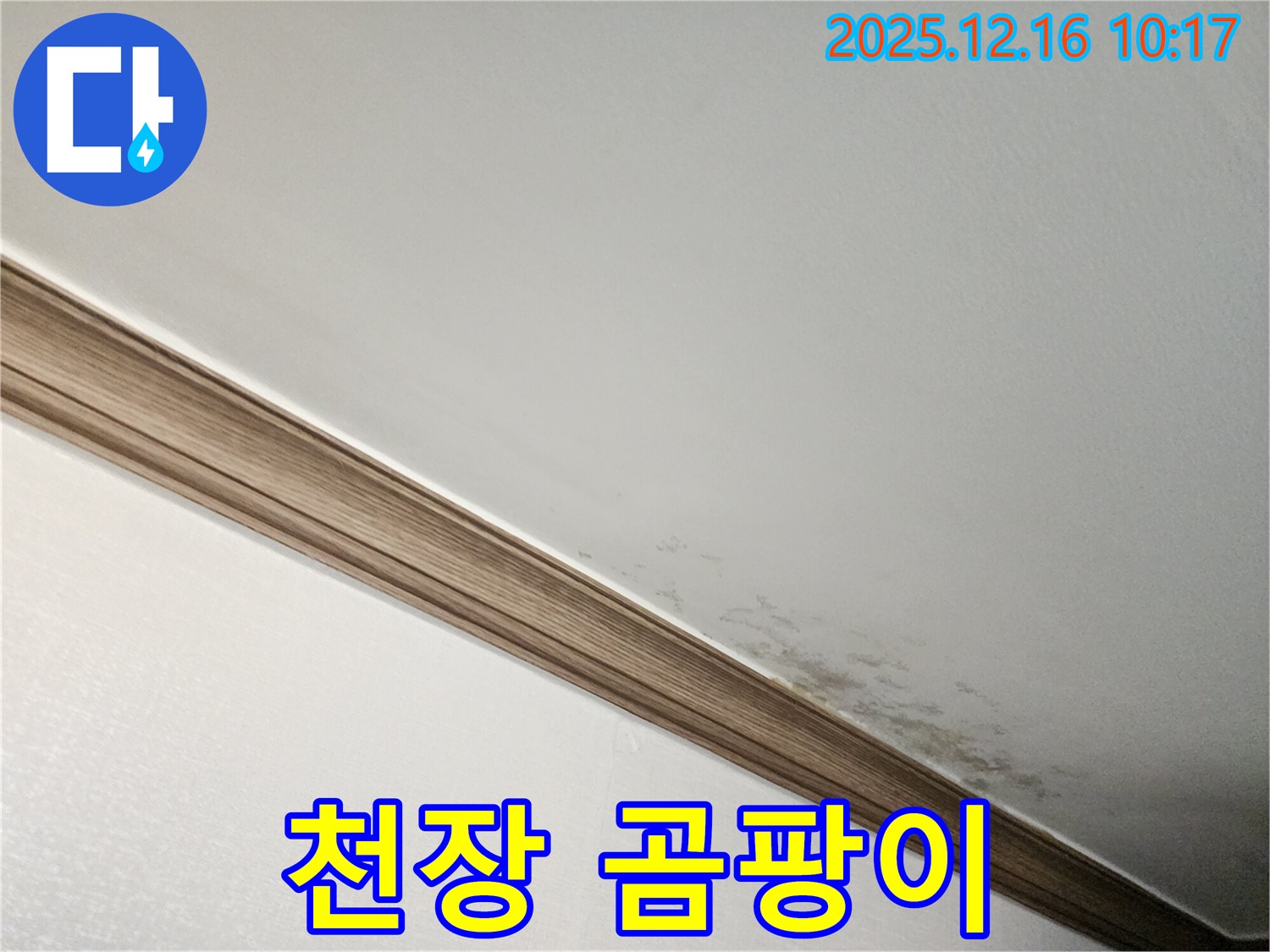 포천시 영북면 운천리 천장 곰팡이 - 누수로 인한 곰팡이 발생 및 긴급 점검