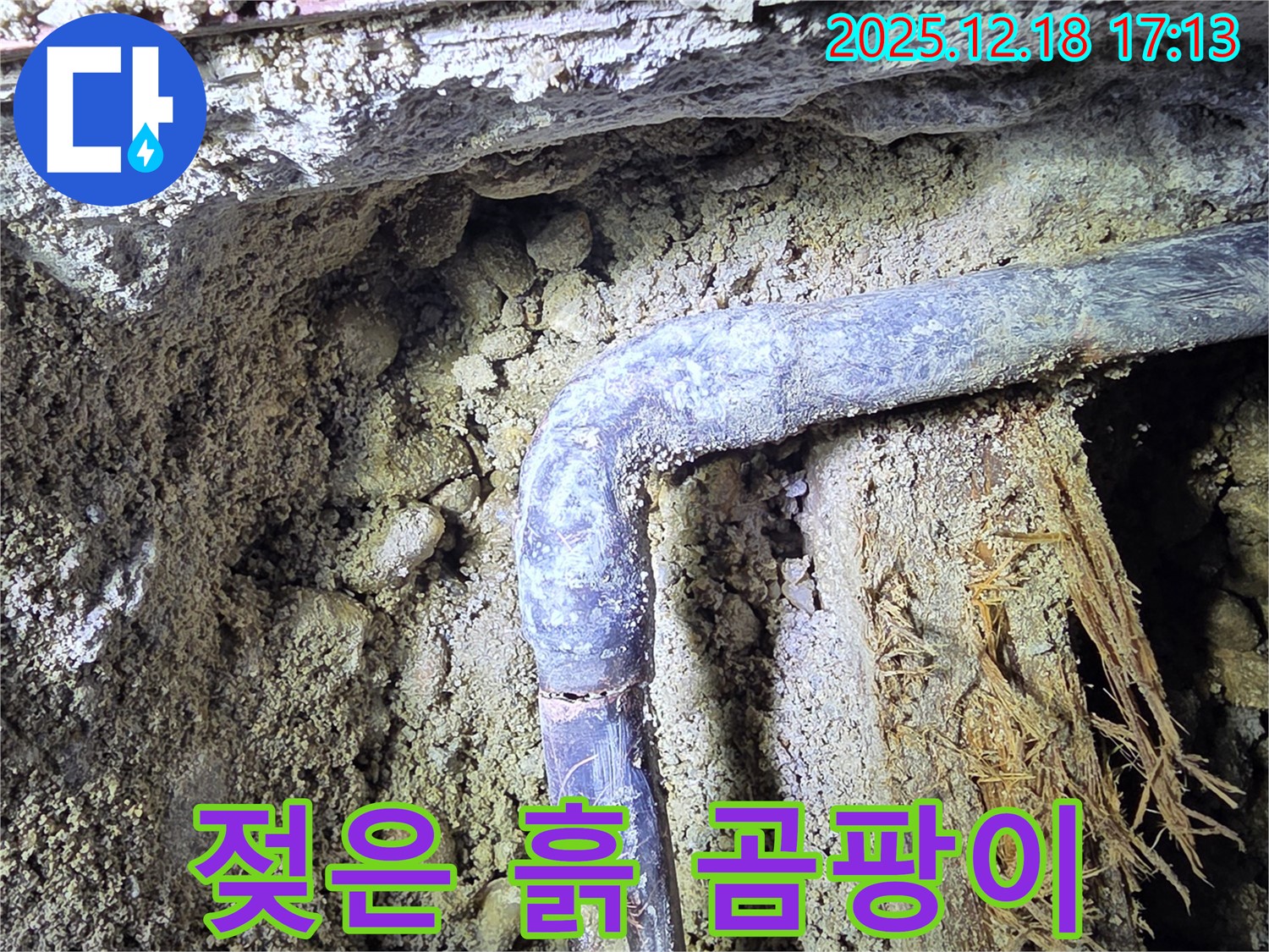시흥 신천동 - 배관 주변의 흙이 젖어있고 곰팡이가 피어있습니다 - 땅속 누수와 곰팡이 문제를 동시에 해결해야 합니다.