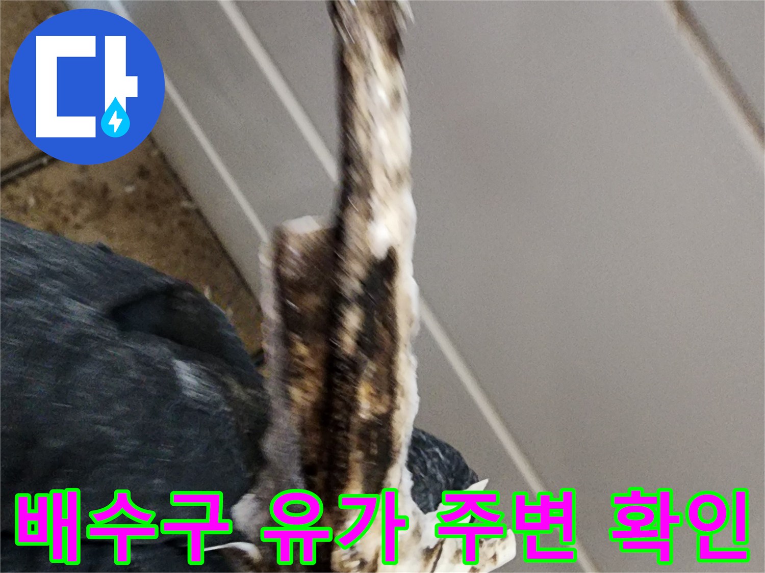 화장실-배수구-틈새의-이물질과-오염된-상태를-기록한-사진