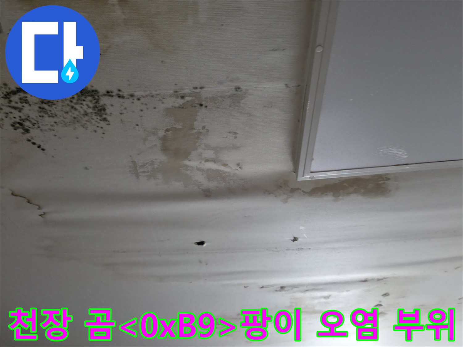 누수 피해를 입은-세탁실 천장의 심각한 곰팡이 번식 상태