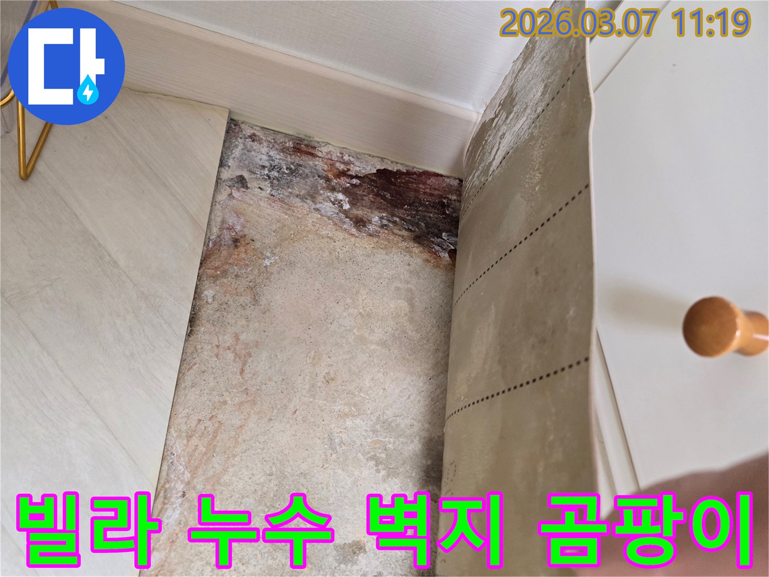 빌라 벽면에서 벽지를 제거한 후 발견된 심각한 누수 흔적과-곰팡이 오염 상태를 보여주는 사진