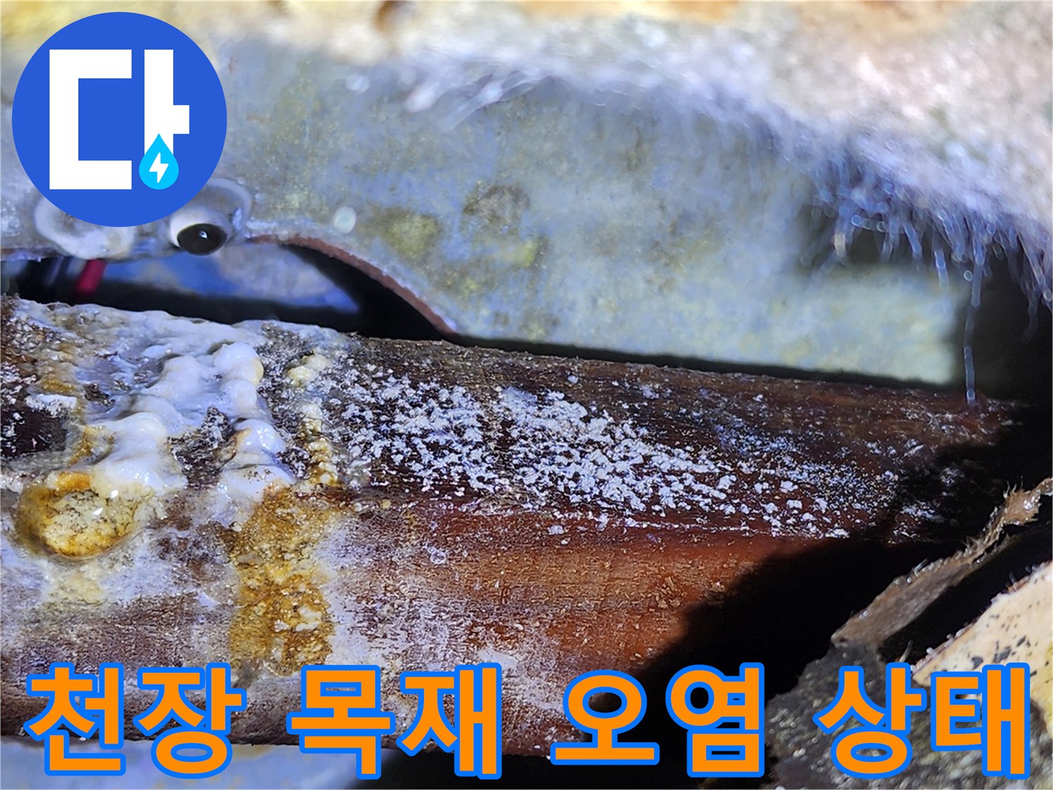 아파트 천장 내부-물샘으로 인한 목재 부식 및 하얀 백화 현상