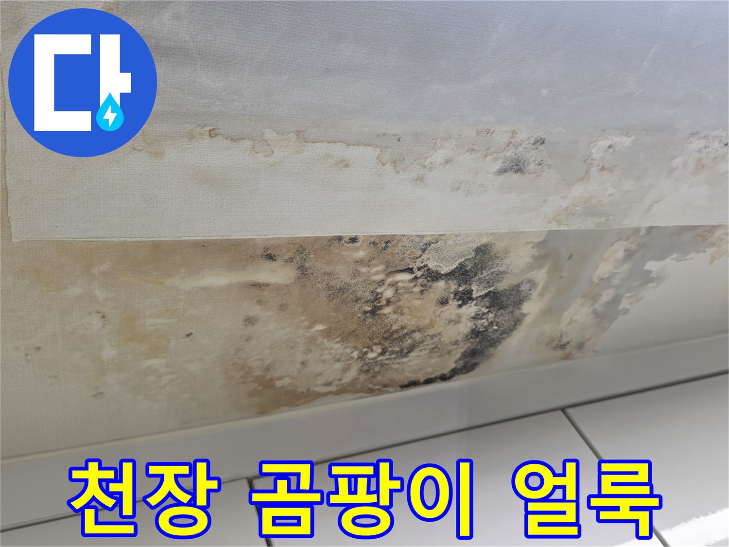 누수로 인해 발생한 천장 벽지의 검은 곰팡이와 물 얼룩