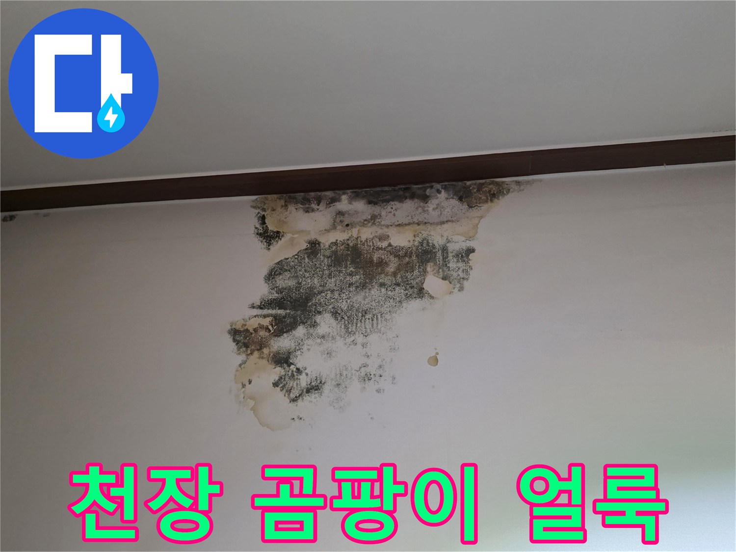 성남 중원구 아랫집 천장에 발생한 검은 곰팡이와 물자국 현황