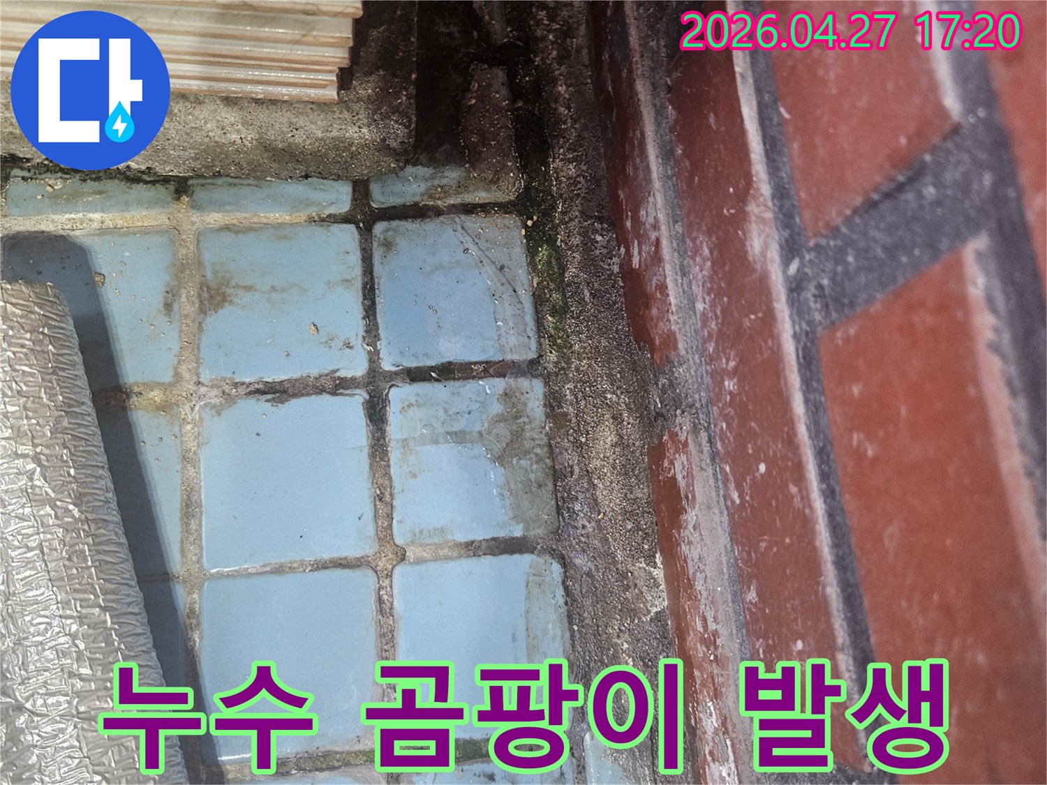누수로 인해 벽면과 타일 틈새에-심각한 곰팡이가 발생한 모습