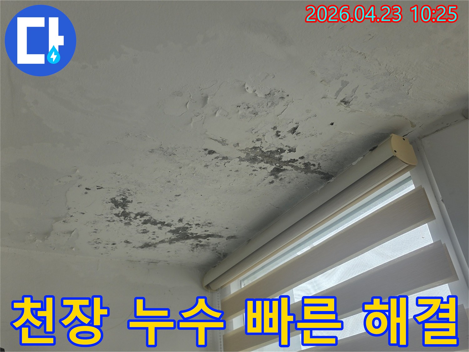 오래된 아파트 천장에서 발견된-심각한 물샘 흔적과-광범위하게 퍼진 곰팡이 손상