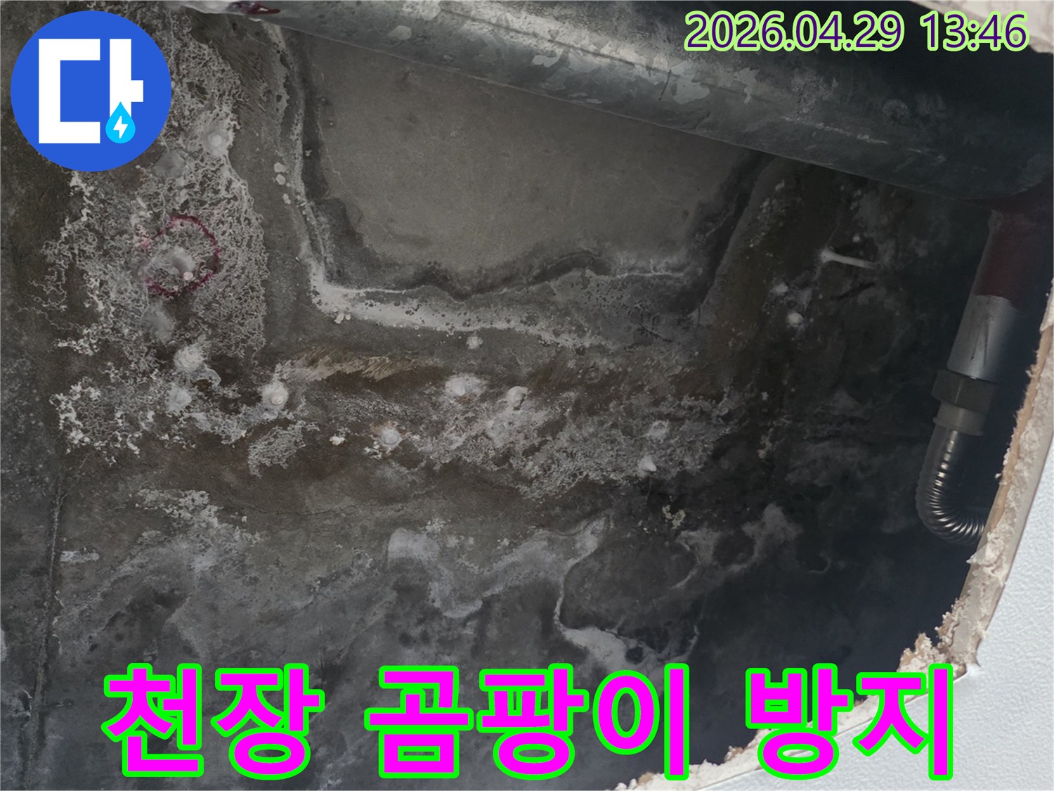 천장 콘크리트 표면에-누수로 인한 물자국과-검은 곰팡이가 광범위하게 퍼진 모습입니다.
