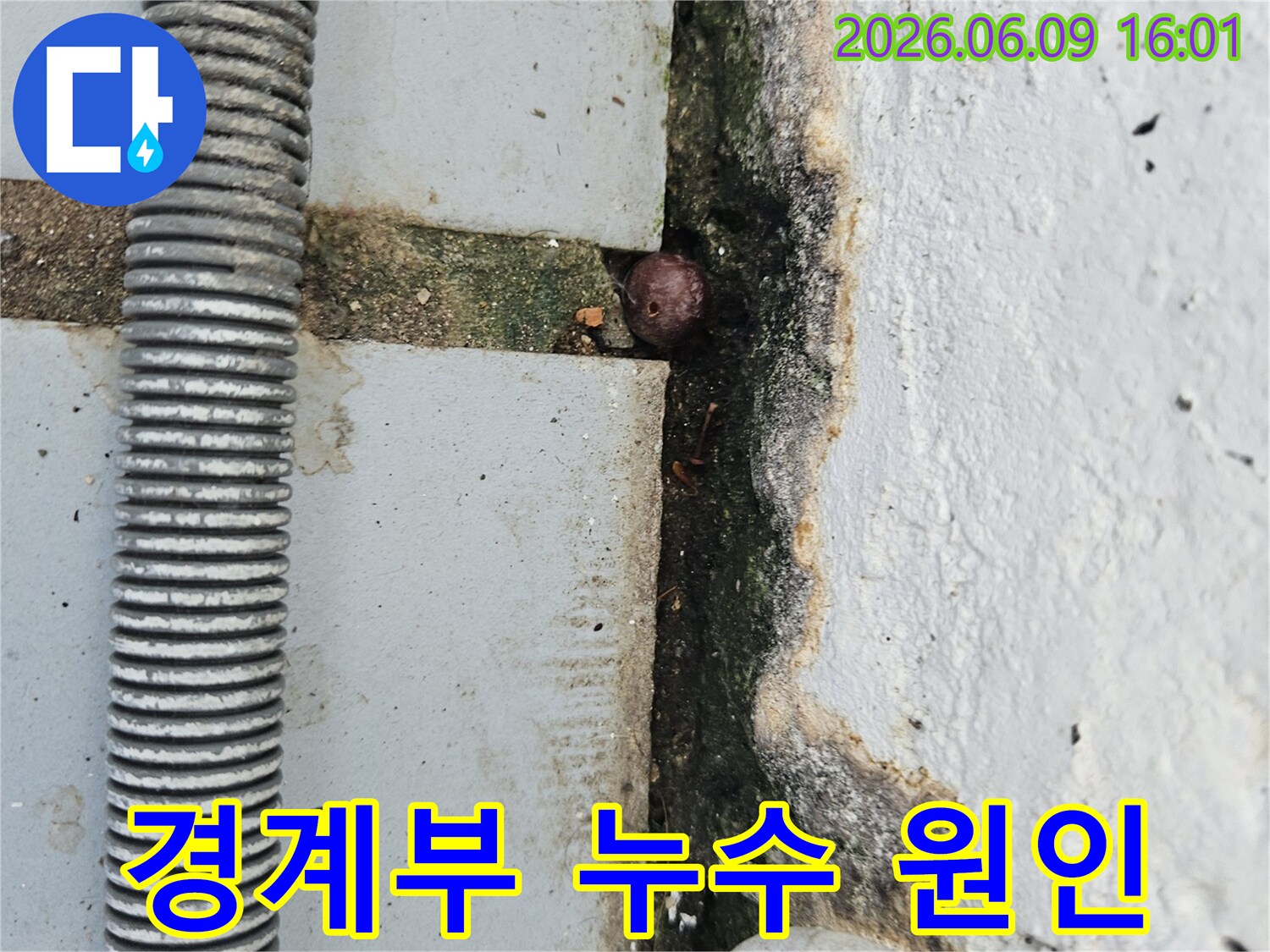 바닥과 벽면의 경계부에 발생한 짙은 곰팡이와-균열-그리고 작은 이물질이 보이는 누수 현장 사진