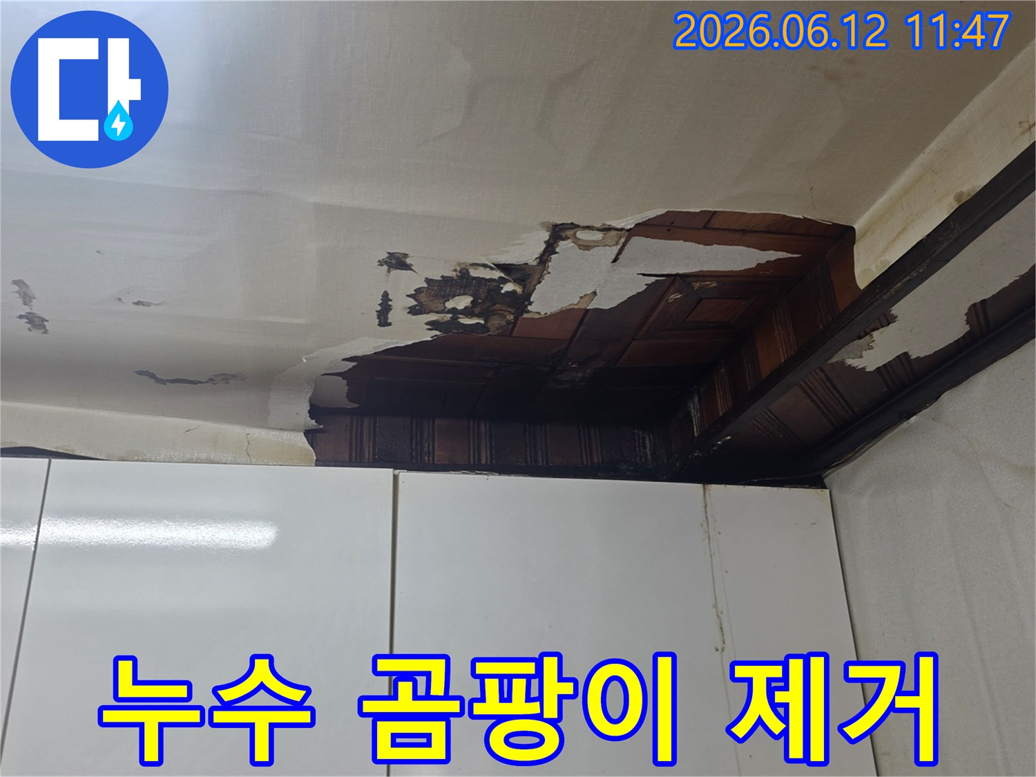 천장 벽지가 젖고 찢어지며-검은 곰팡이가 피어나는 누수 현장