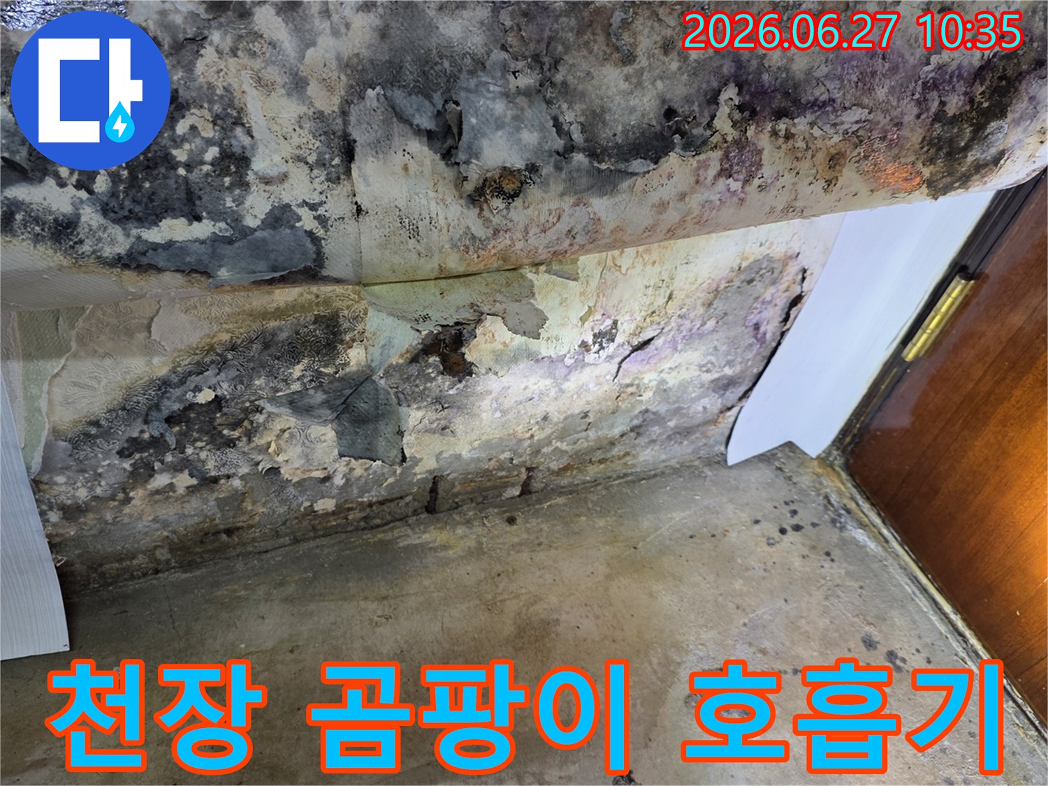 누수로 인해 천장 벽지가 심하게 벗겨지고-검은 곰팡이가 광범위하게 퍼져있는 모습입니다