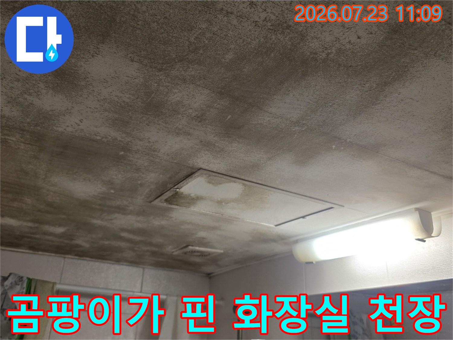 화장실-천장-전면에-검게-퍼진-곰팡이와-물-얼룩-사진