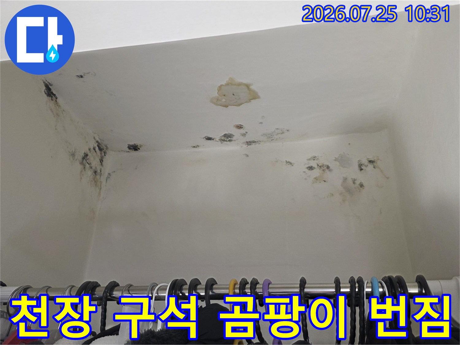 흰색 벽지 천장에 검은 곰팡이가 군데군데 피어 있고 일부 도배지가 떨어진 모습