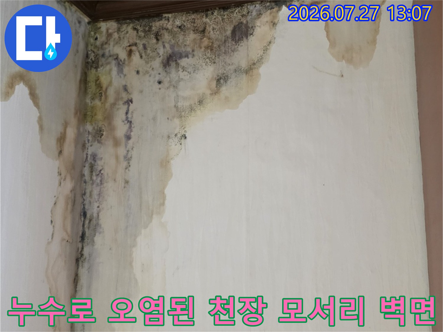벽지 하단과 상부 모서리에 광범위하게 퍼진 누수 얼룩과 곰팡이-실제 현장