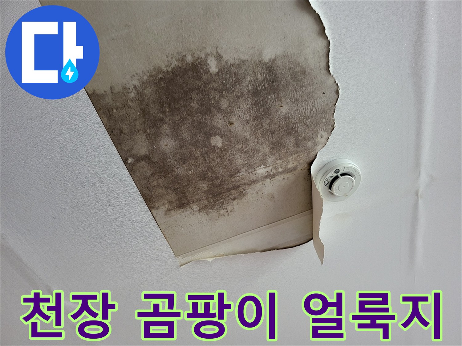 천장 석고보드에 발생한 넓은 범위의 곰팡이와 물자국