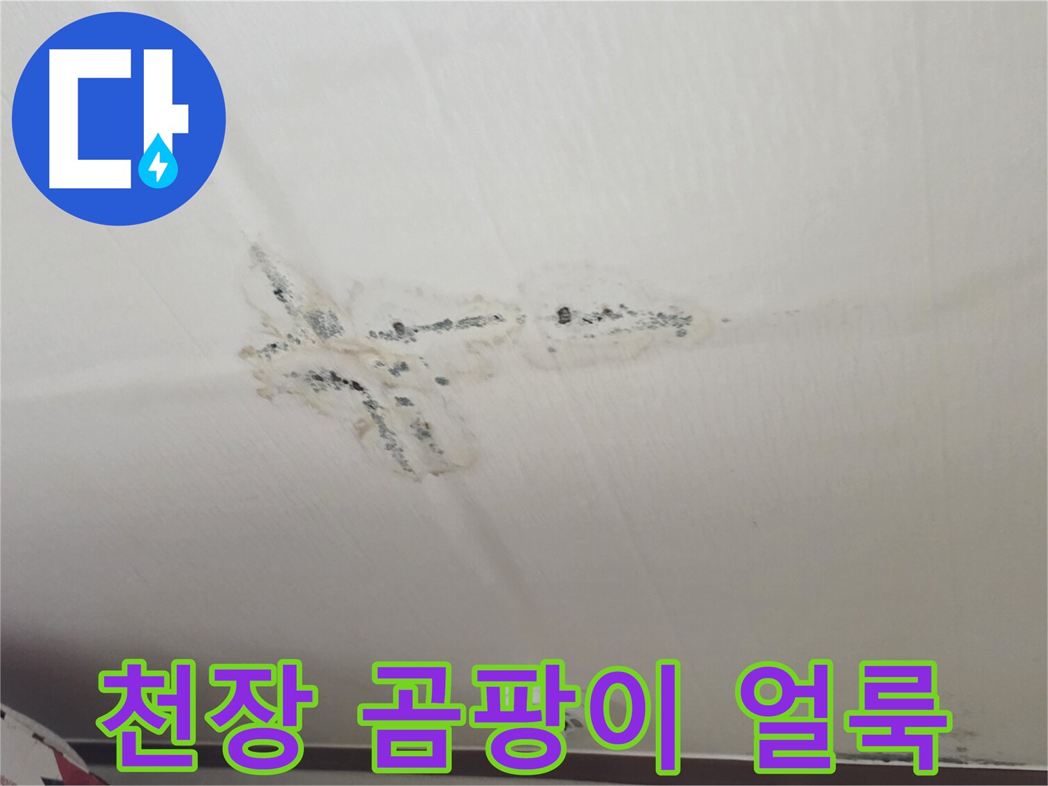 분당 구미동 현장-천장에 발생한 심각한 곰팡이와 물자국