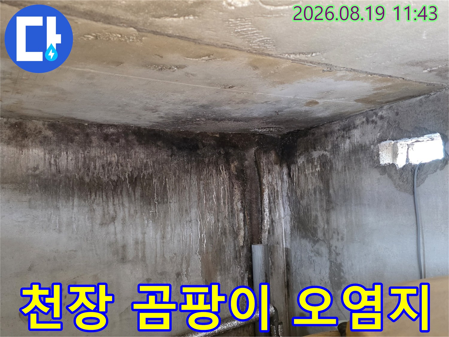 포천 신읍동 현장-천장과 벽면 경계 부위에 집중된 누수 흔적과 곰팡이