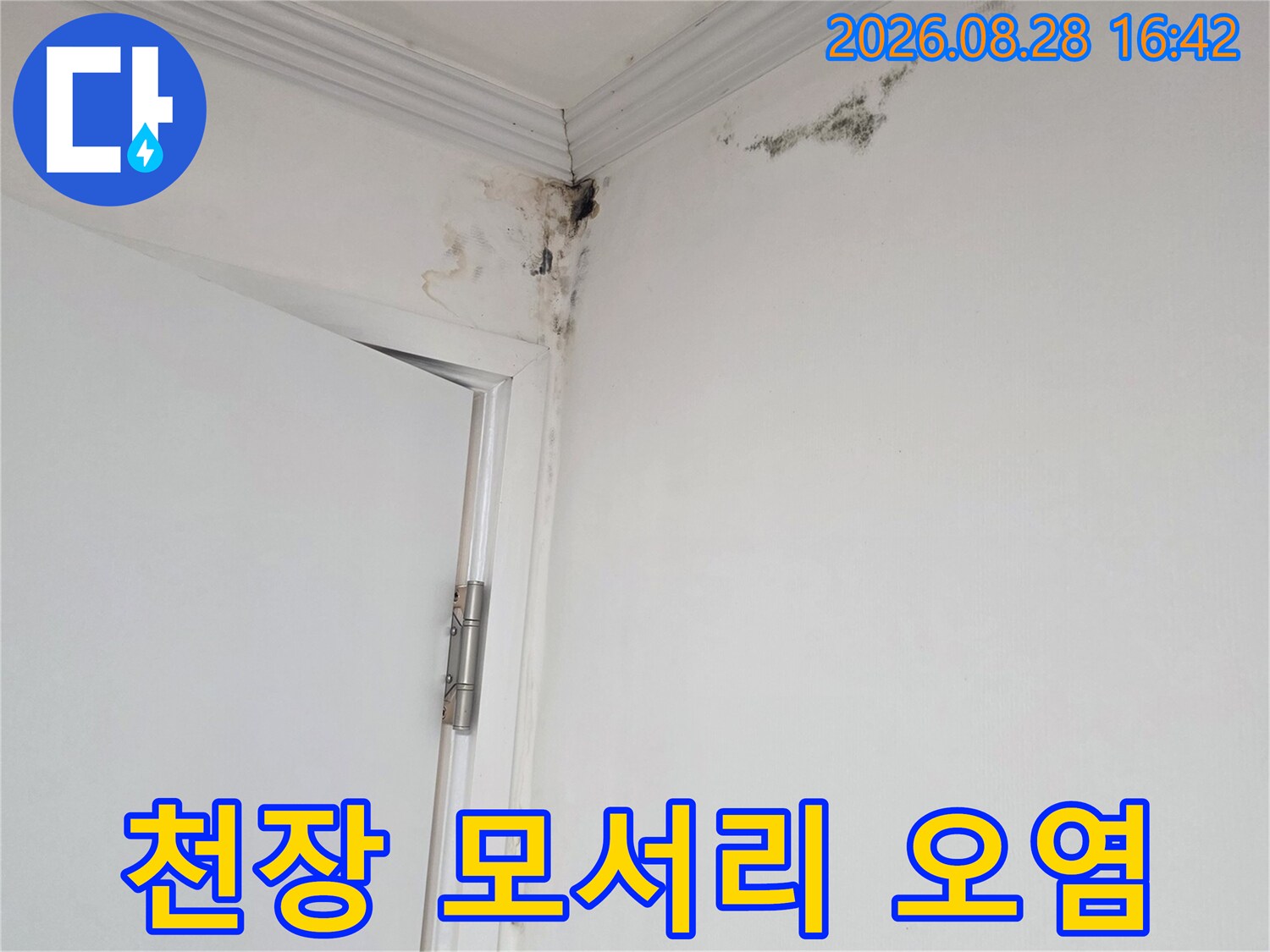 기흥구 상하동 아파트-천장 구석 몰딩 부위에 발생한 누수 곰팡이 사진입니다.