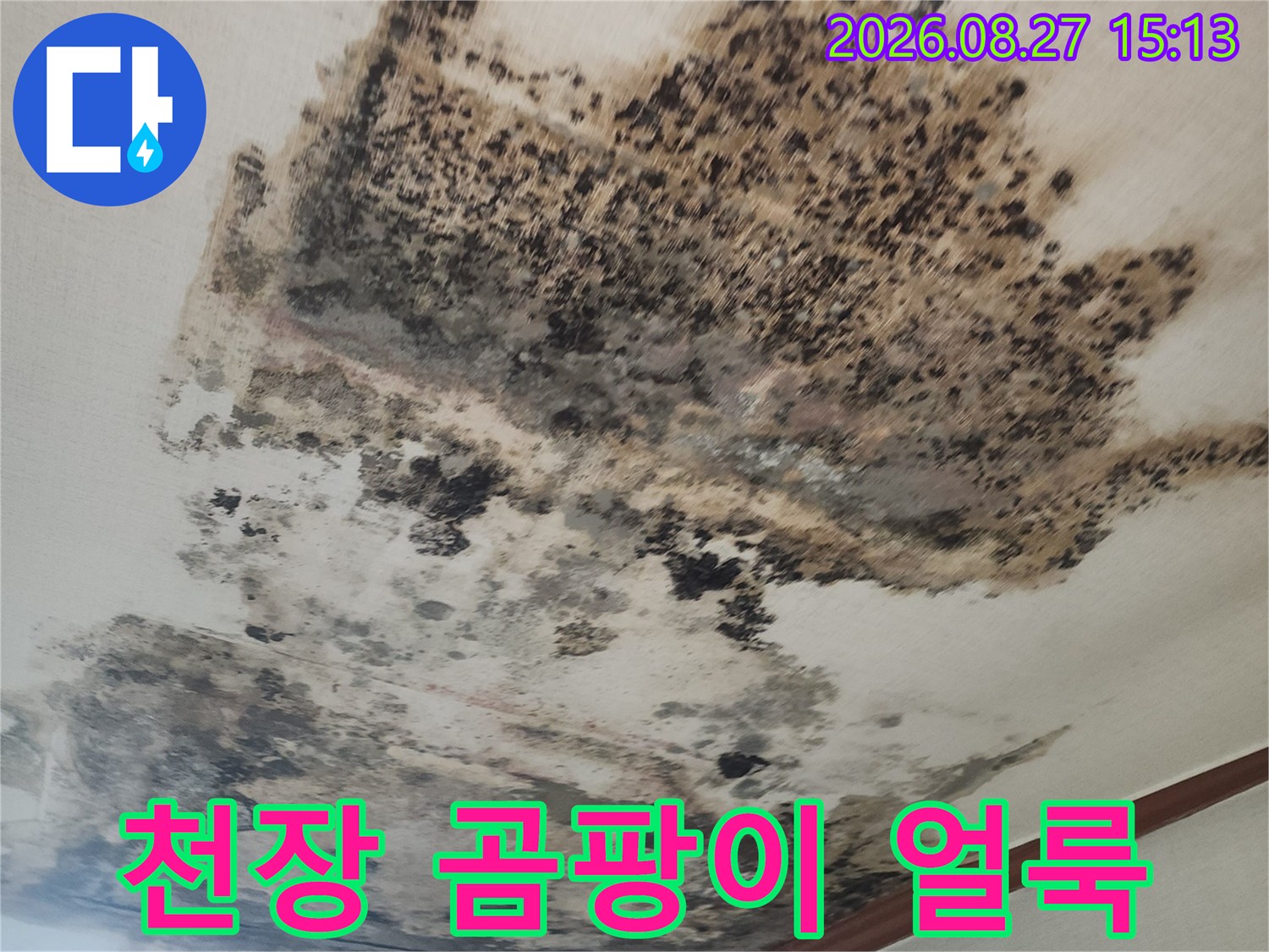 성북구 아파트 천장 벽지에 발생한 심각한 검은색 곰팡이와 누수 흔적