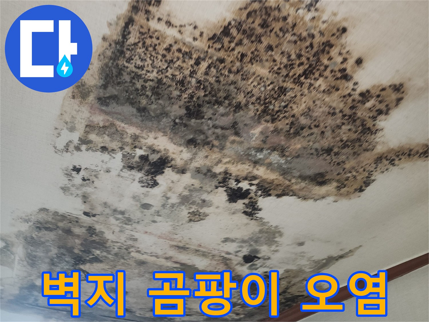 심하게 변색된 천장 벽지와 넓게 퍼진 검은 곰팡이